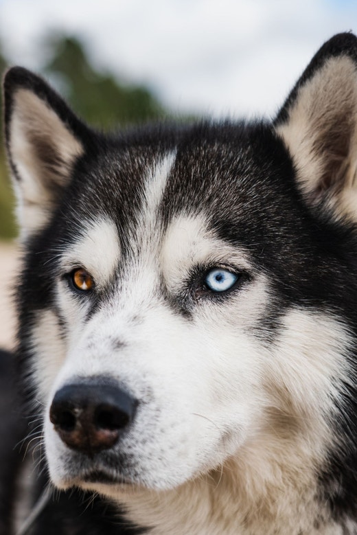 Cachorro Husky Siberiano adulto com heterocromia parado olhando fixamente para algo