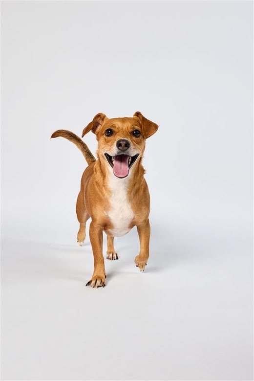 Vira-Lata Caramelo feliz com peito branco caminhando em um fundo branco.