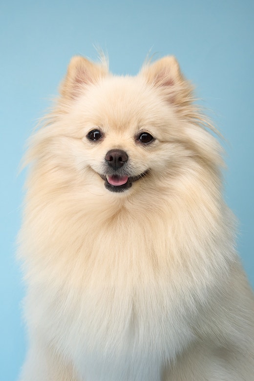 Cachorro da raça Spitz Alemão creme sorrindo em fundo azul.