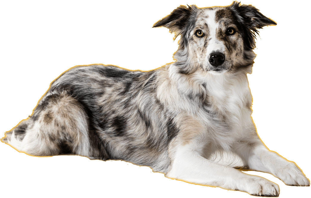 Cachorro adoção
