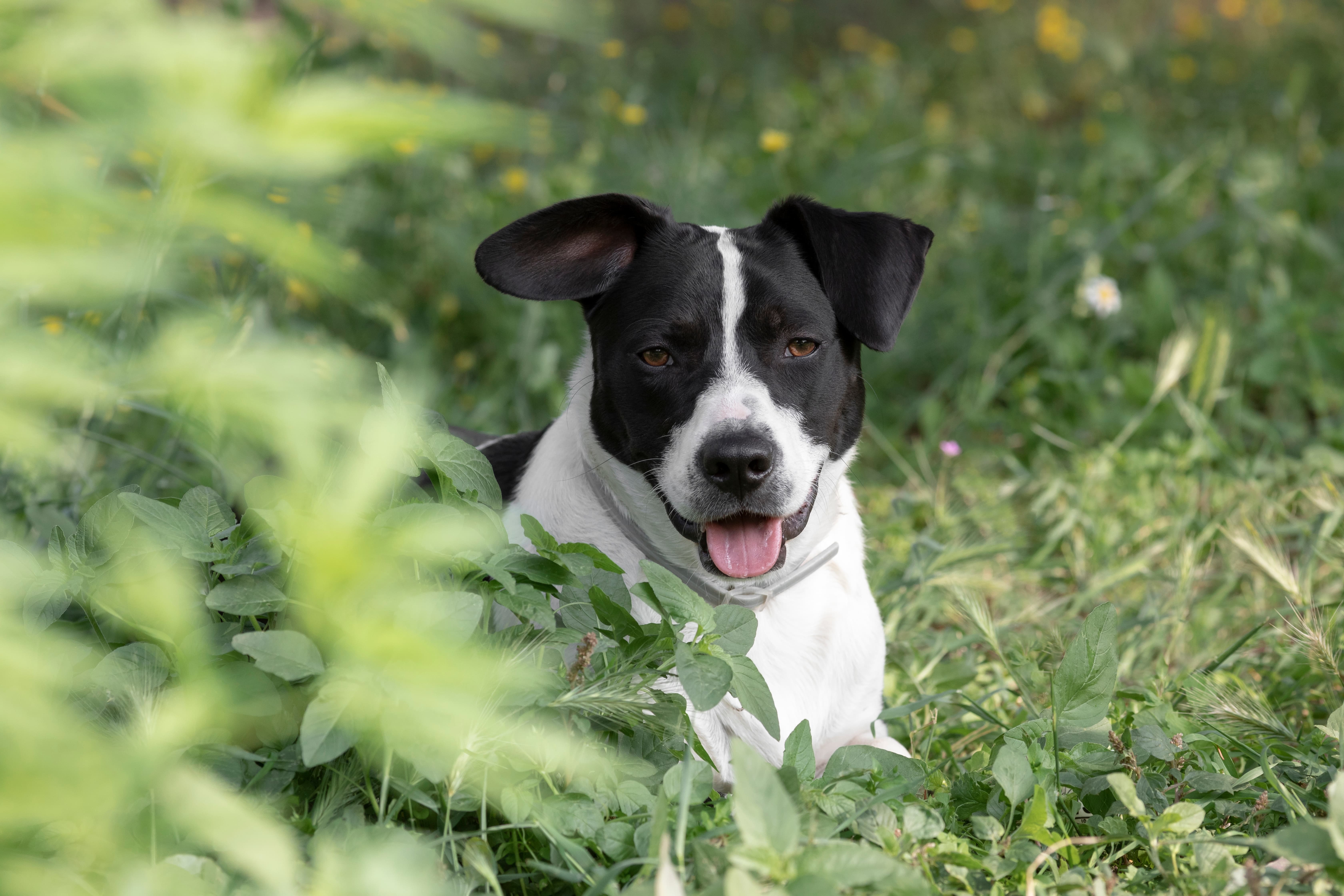 Imagem de um cachorro sem raça definida branco com manchas pretas no rosto, com a língua para fora, sentado em uma área com grama.