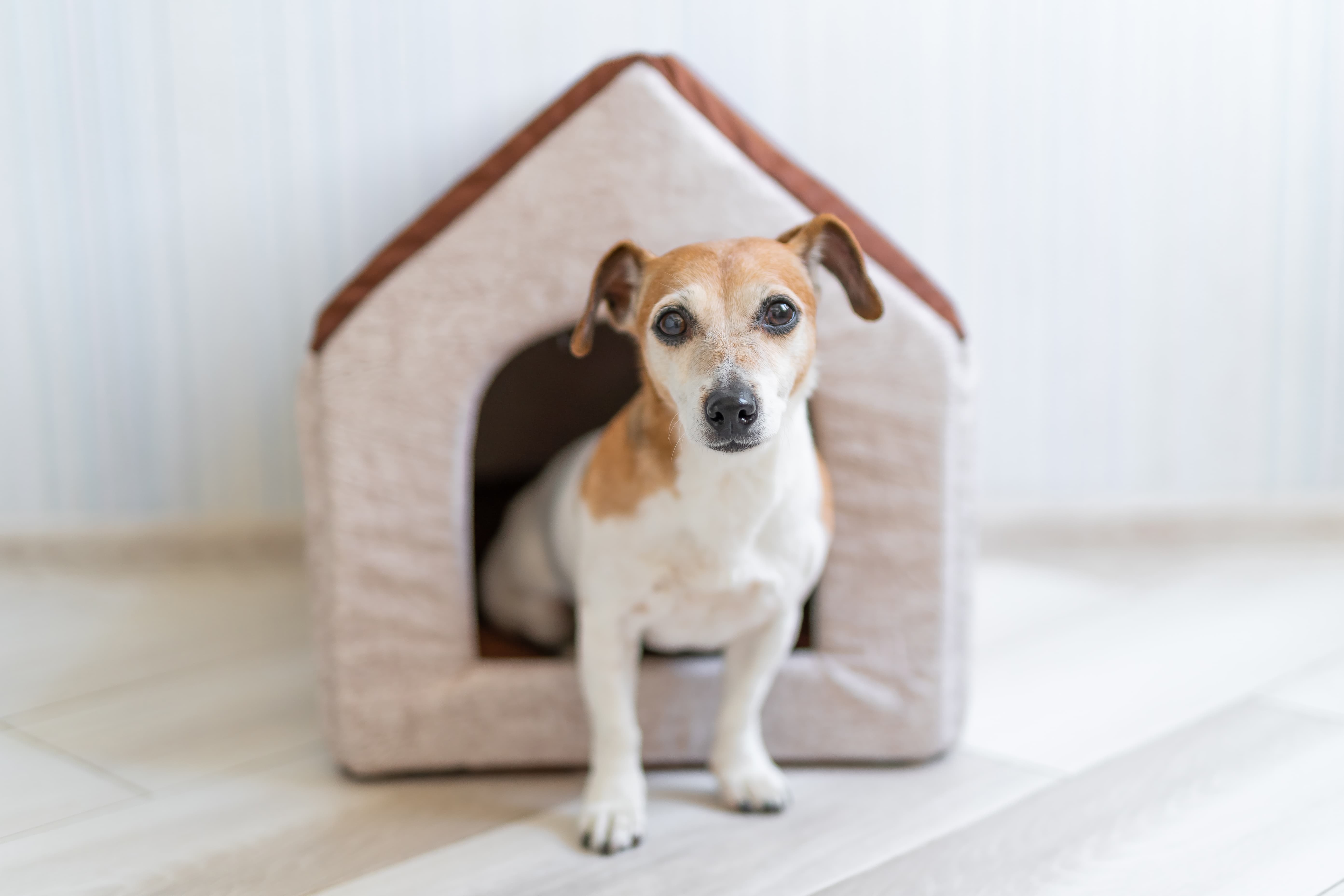 Imagem de um cachorro vira-lata branco com manchas em marrom, sentado com metade do corpo dentro de uma casinha e com as patas dianteiras para fora.