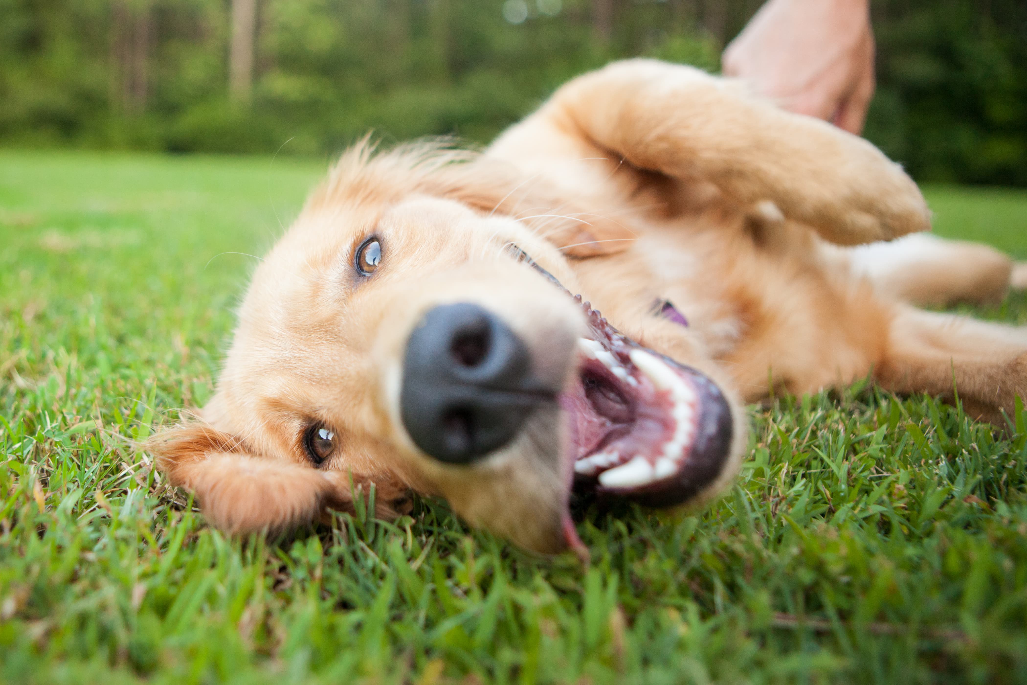 Imagem de um Golden Retriever deitado de lado na grama, com a boca aberta e a língua para fora.