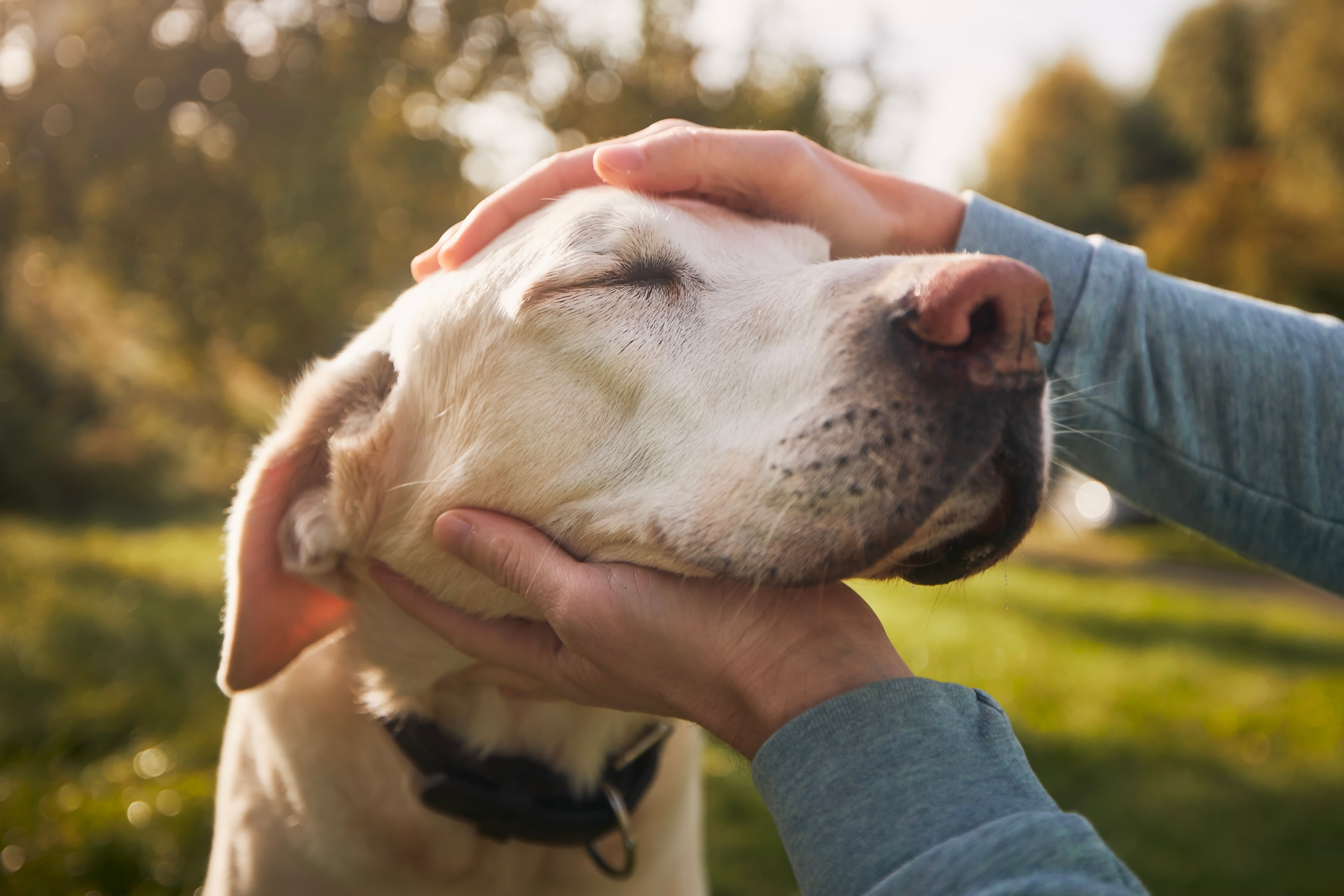 Imagem de um Labrador com coleira e em pé, com os olhos fechados e recebendo carinho de seu tutor, com grama e diversas árvores ao fundo.