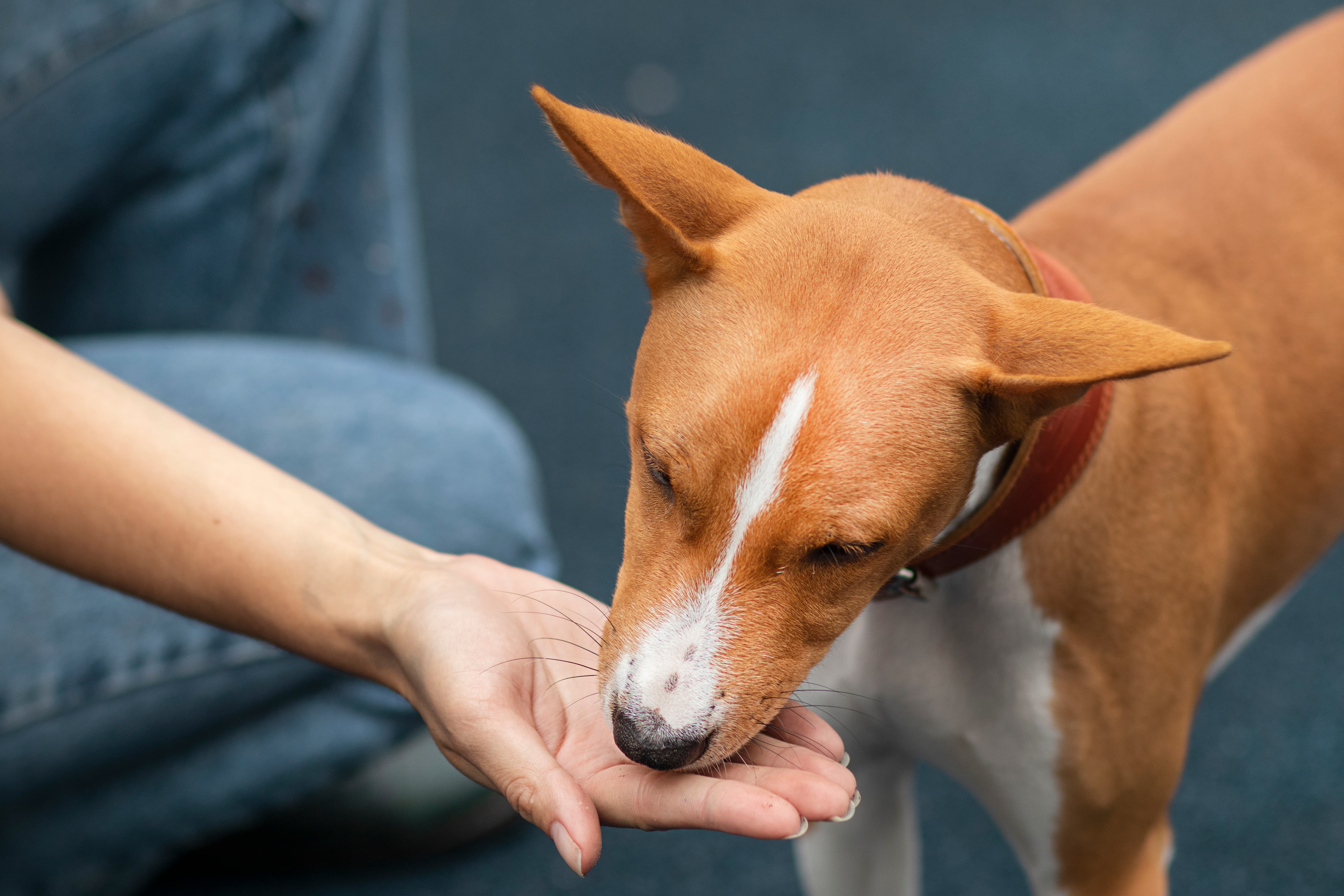Imagem de um cachorro marrom com manchas brancas, com coleira vermelha em pé e comendo ração Pedigree da mão de uma pessoa que está agachada ao seu lado.