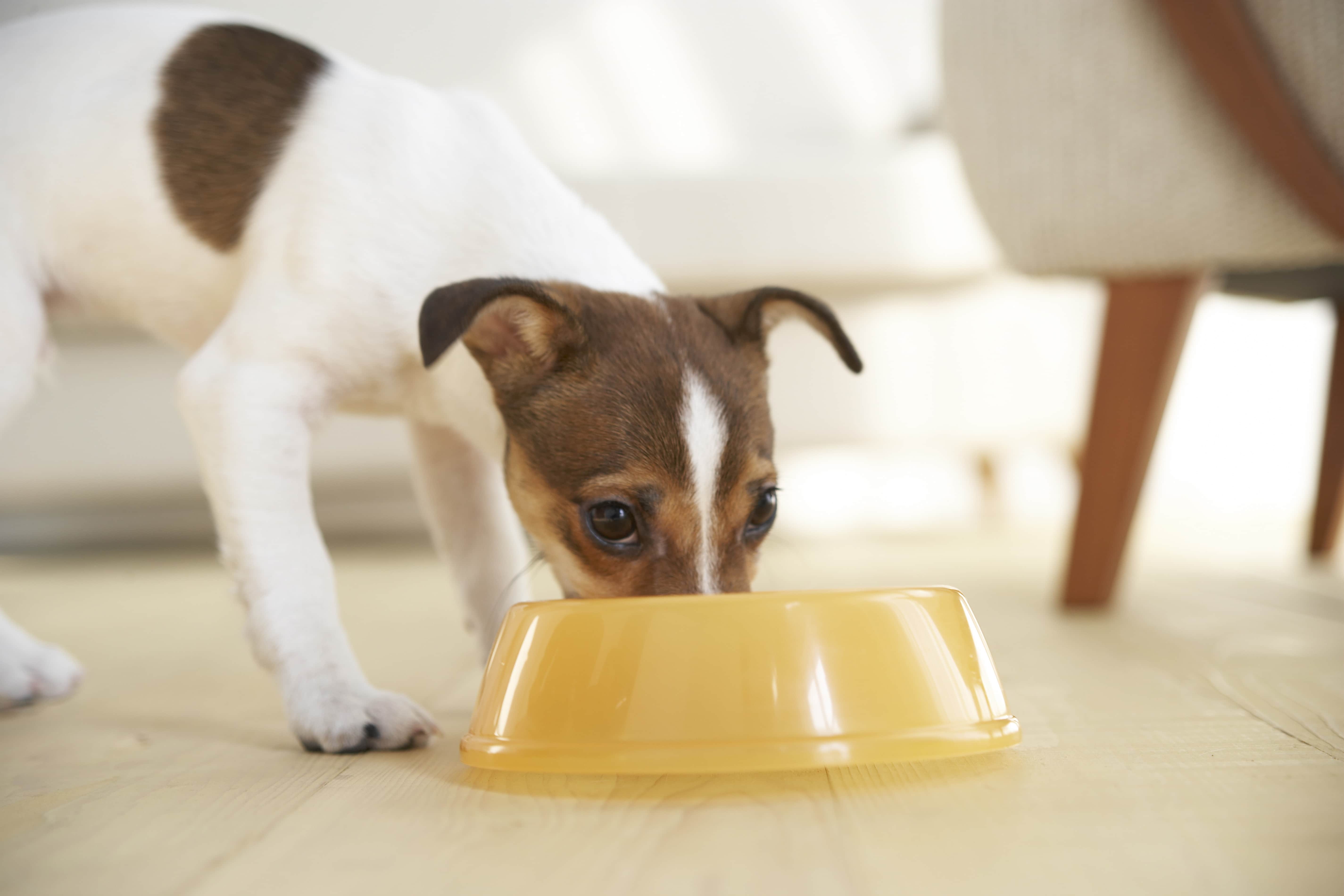 Como servir a ração úmida para cães?