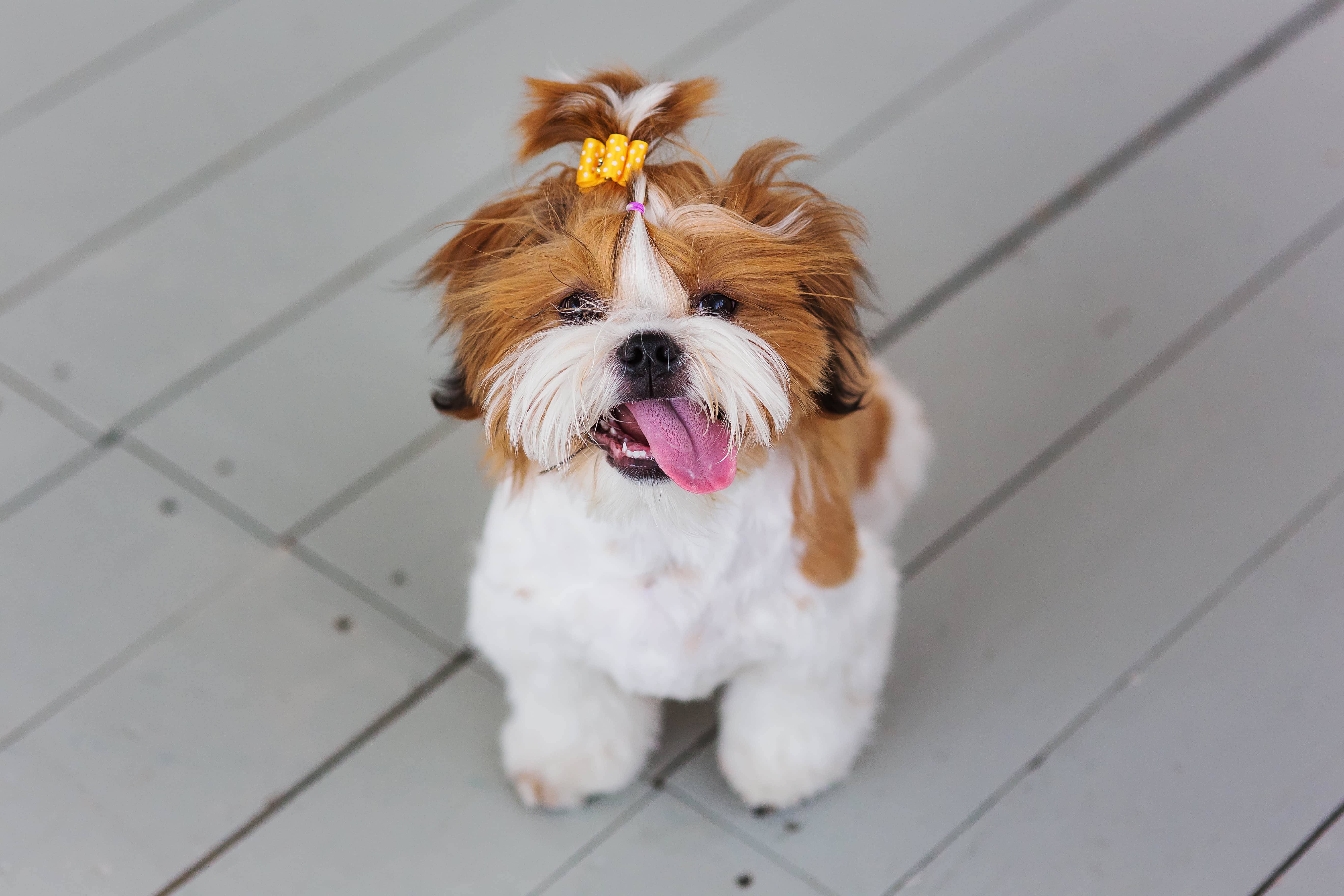 Imagem de um Shih Tzu branco e dourado com um laço amarelo na cabeça sentado em um piso de madeira com a língua de fora.
