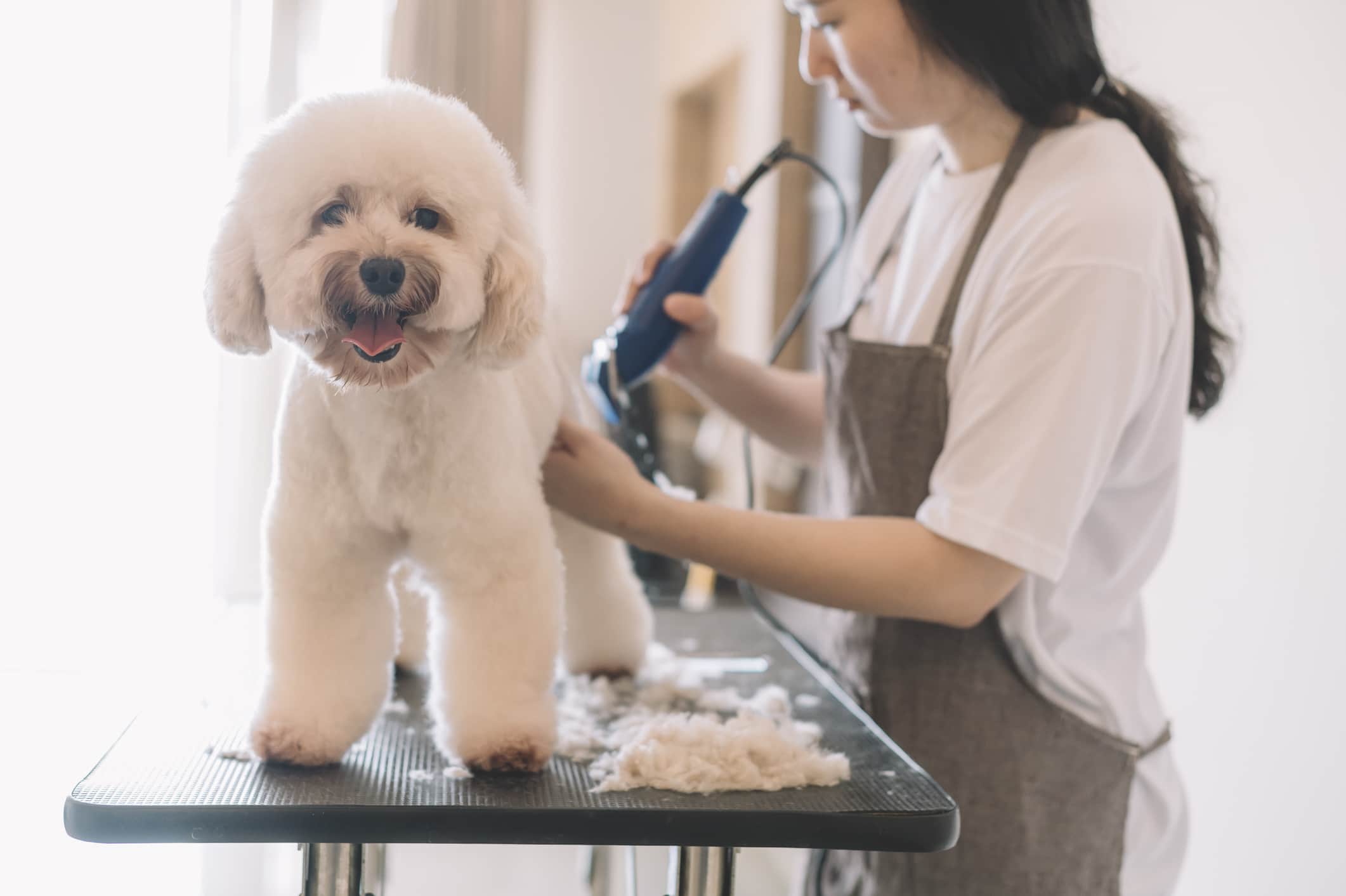 Uma tosadora fazendo a tosa em um poodle.