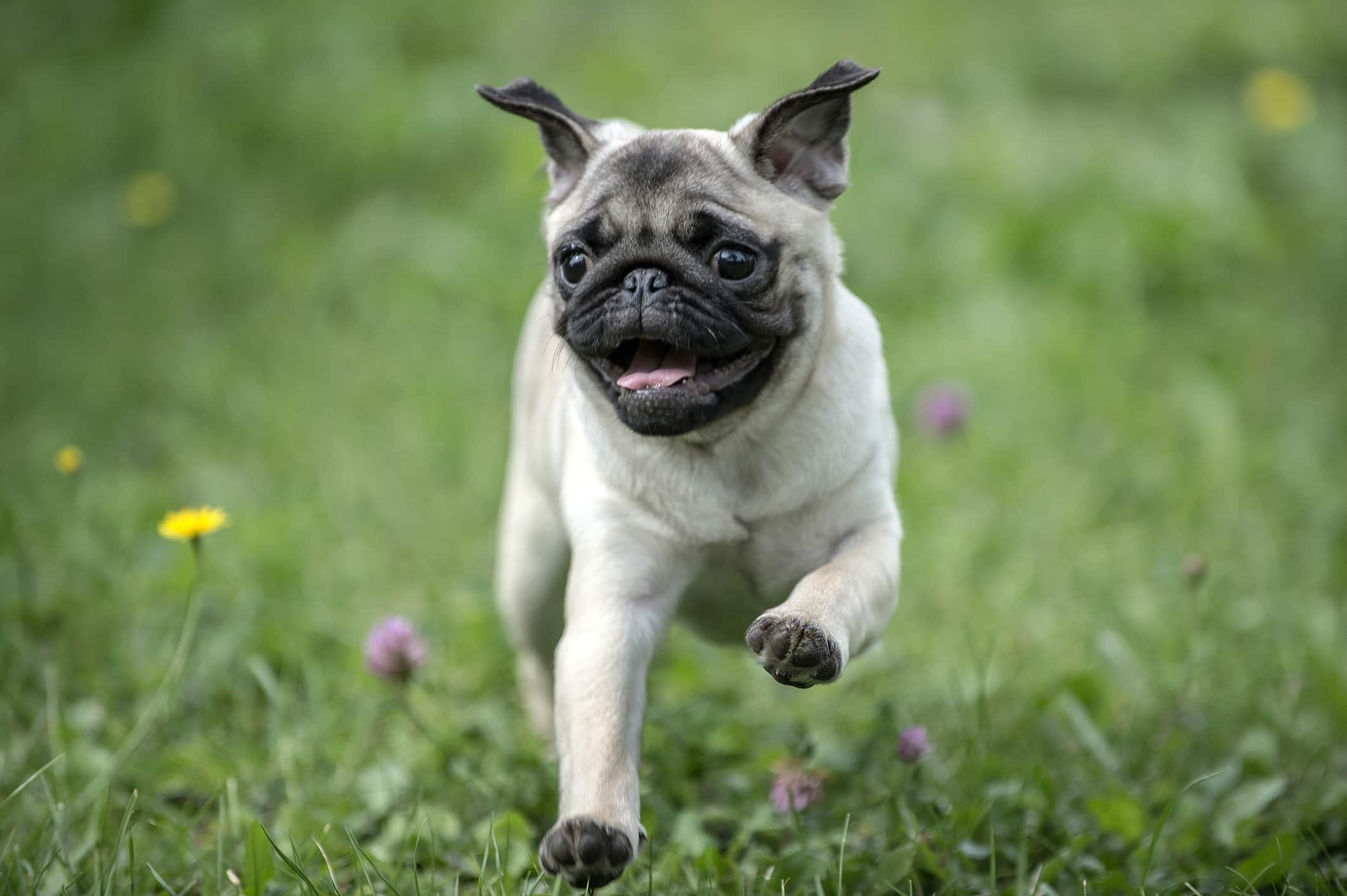 Um cachorro de pelo branco da raça pug, correndo na grama em direção a câmera.