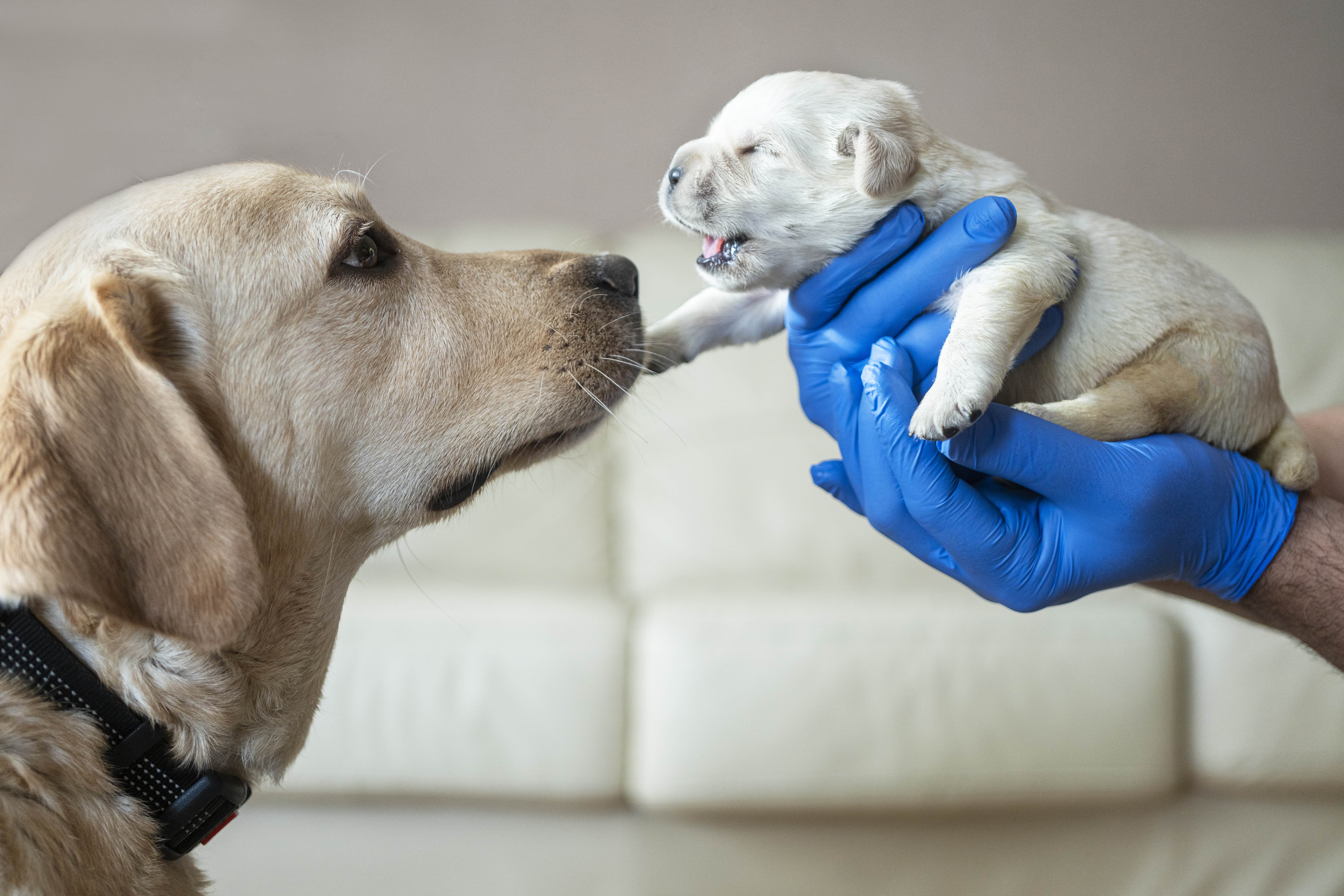 cão adulto olhando para filhote segurado por uma pessoa.