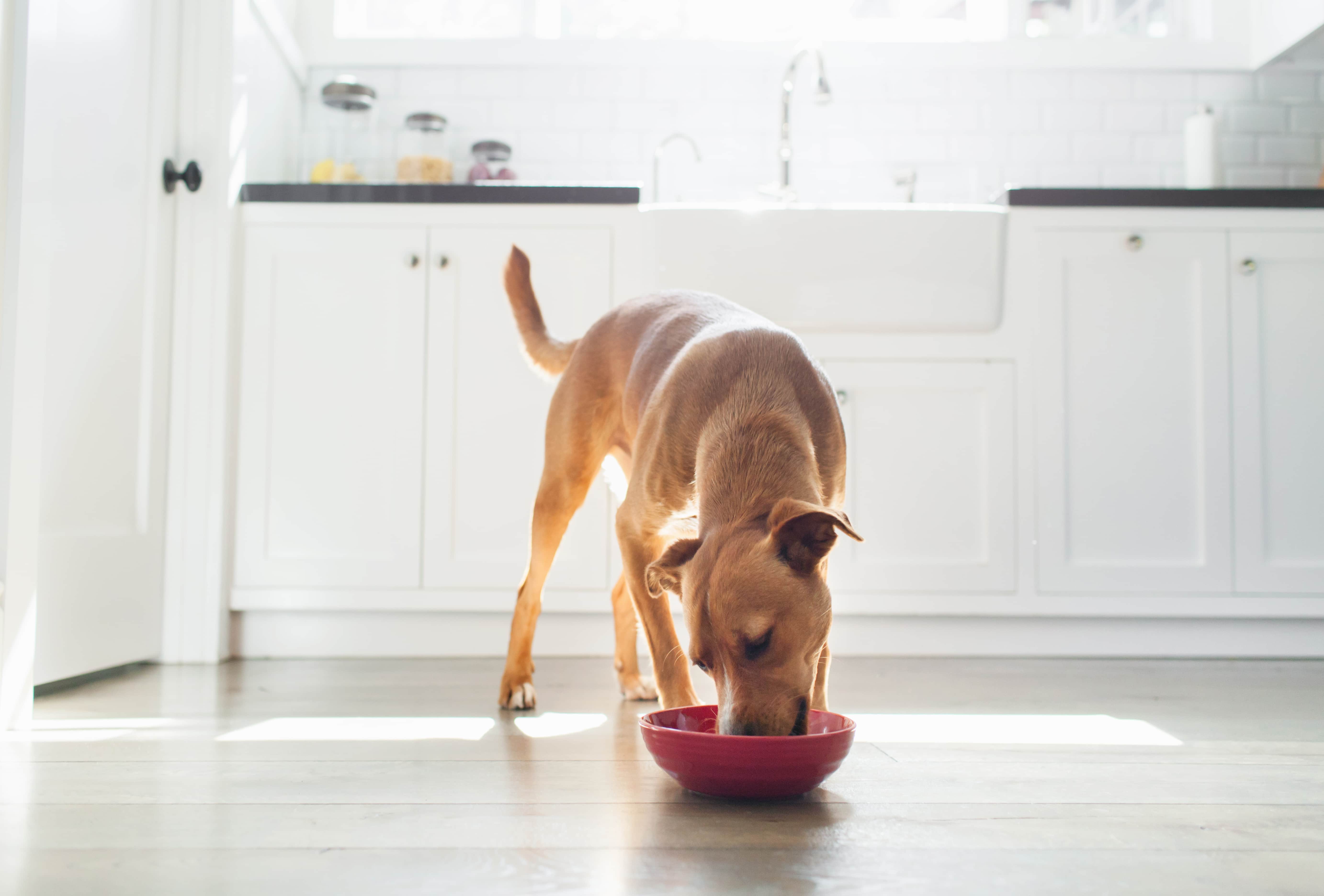 Um cachorro caramelo come em um pote vermelho, ao fundo vemos uma cozinha branca.