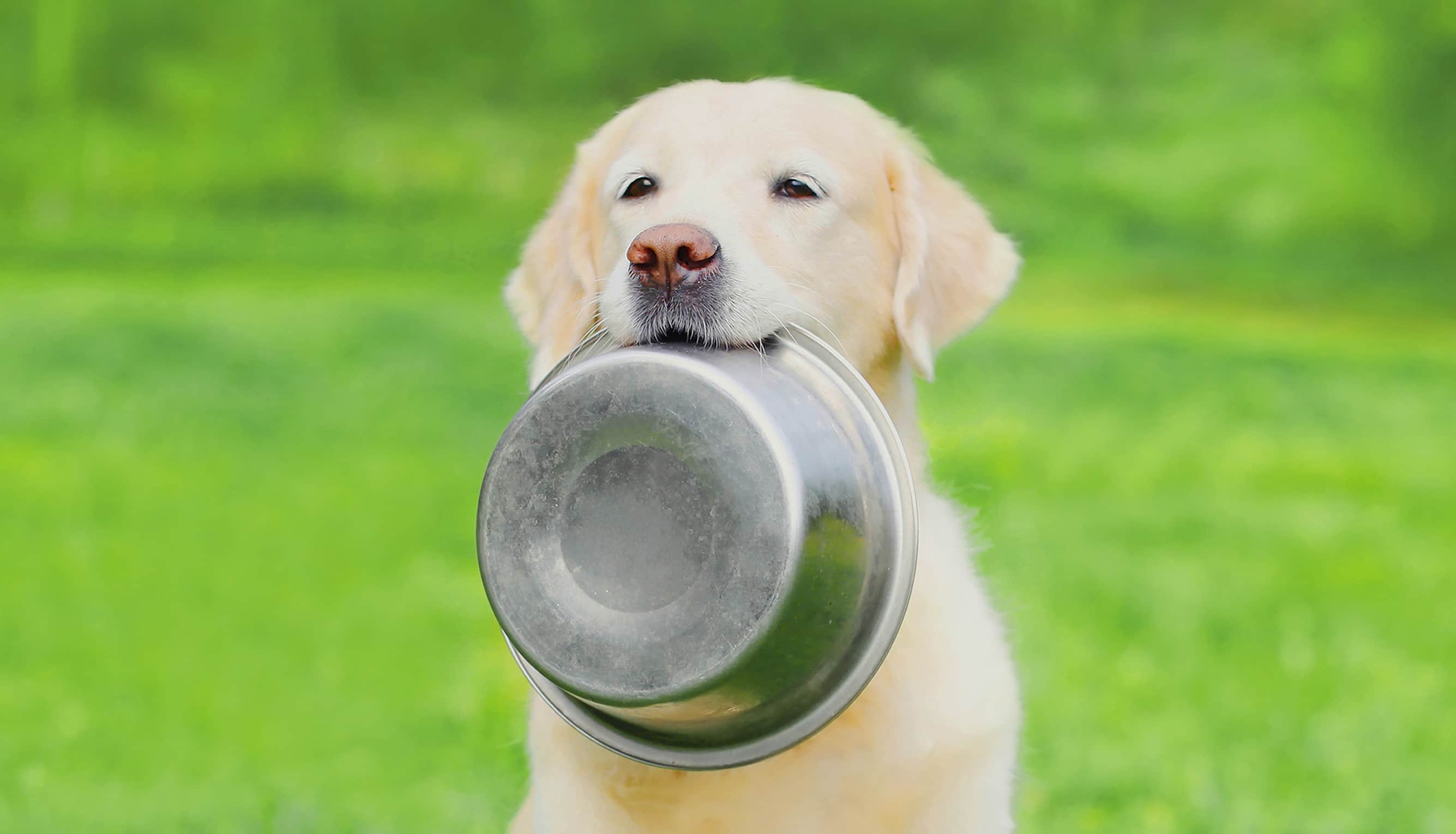 Um cachorro, aparentando ser da raça golden, segura uma tigela de metal com a boca. Ao fundo vemos um gramado verde desfocado.