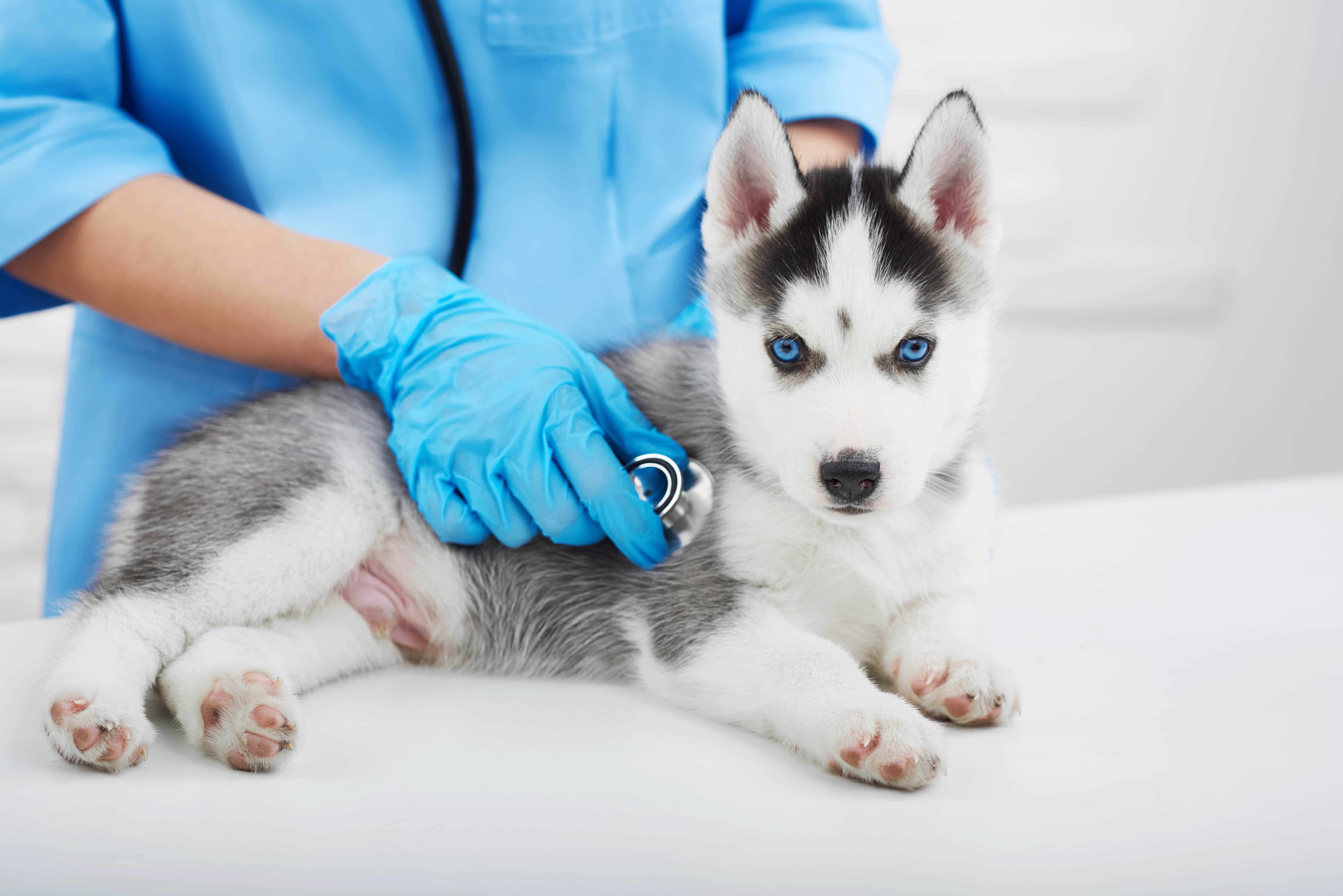 Leve-o para o veterinário