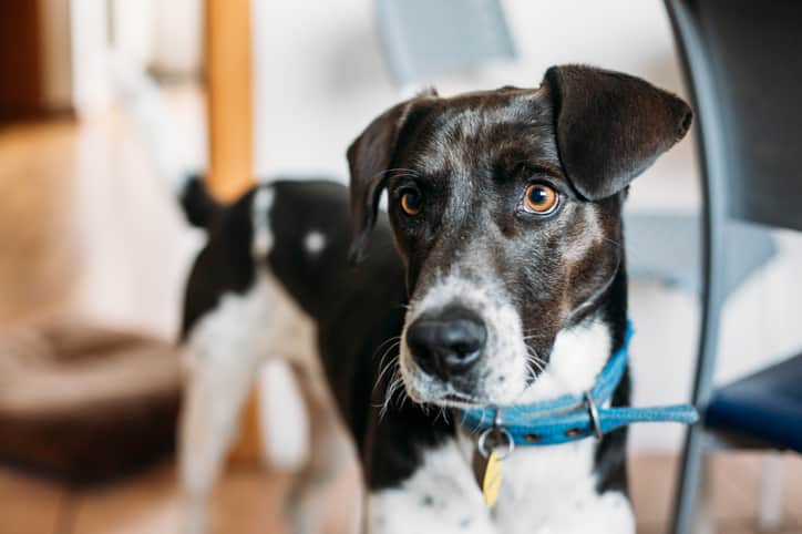 Como funciona o microchip em cães?