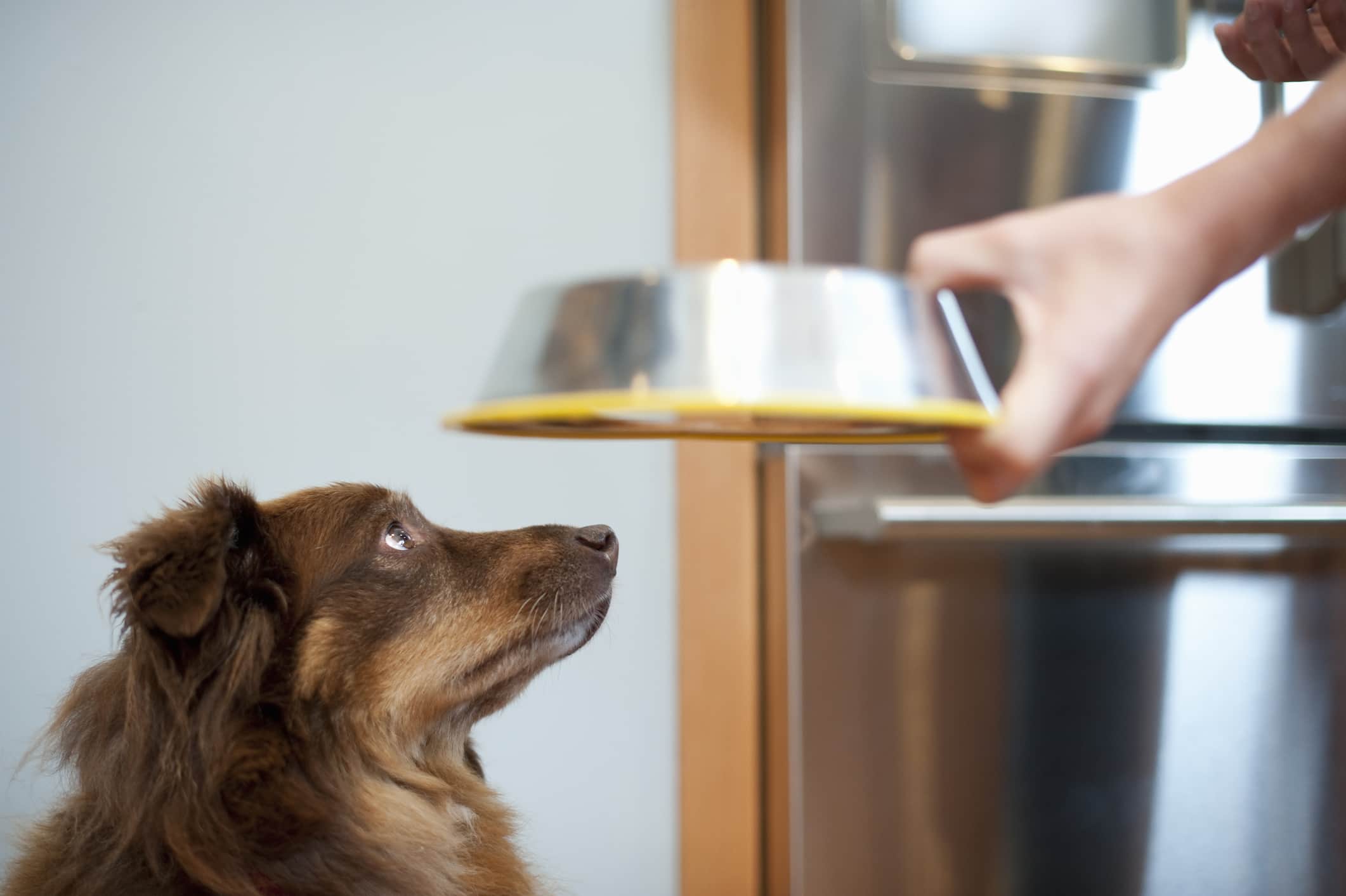 um cachorro de pelo marrom olhando fixamente para o tutor que segura a vasilha de ração em inox em fundo desfocado