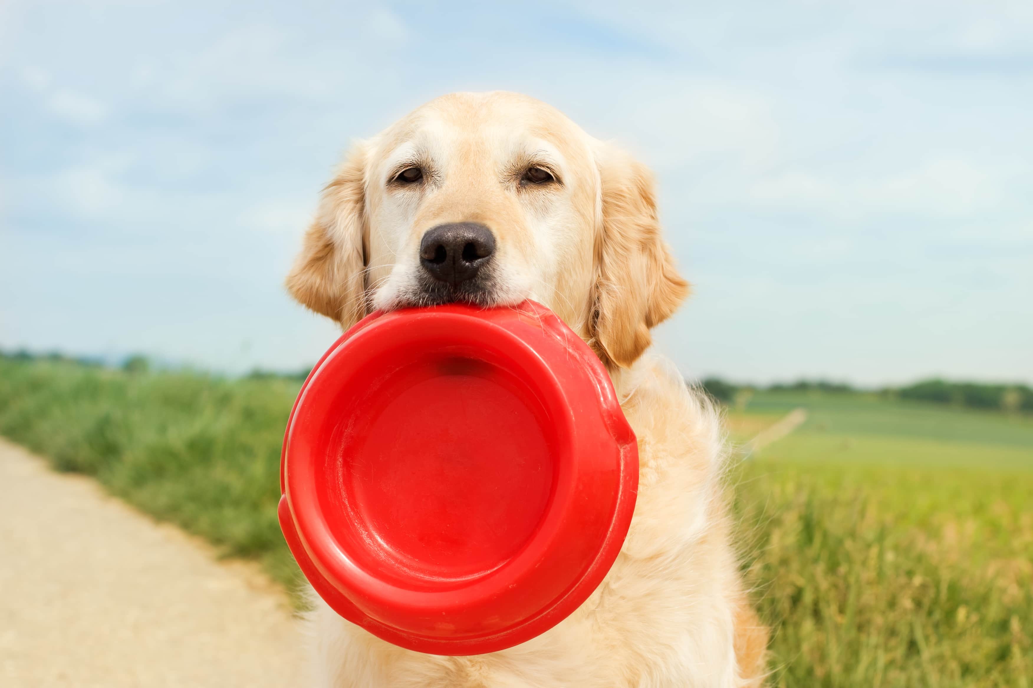 um cachorro da raça labrador segurando a vasilha de ração vazia na cor vermelha ao fundo uma estrada de terra e um campo.