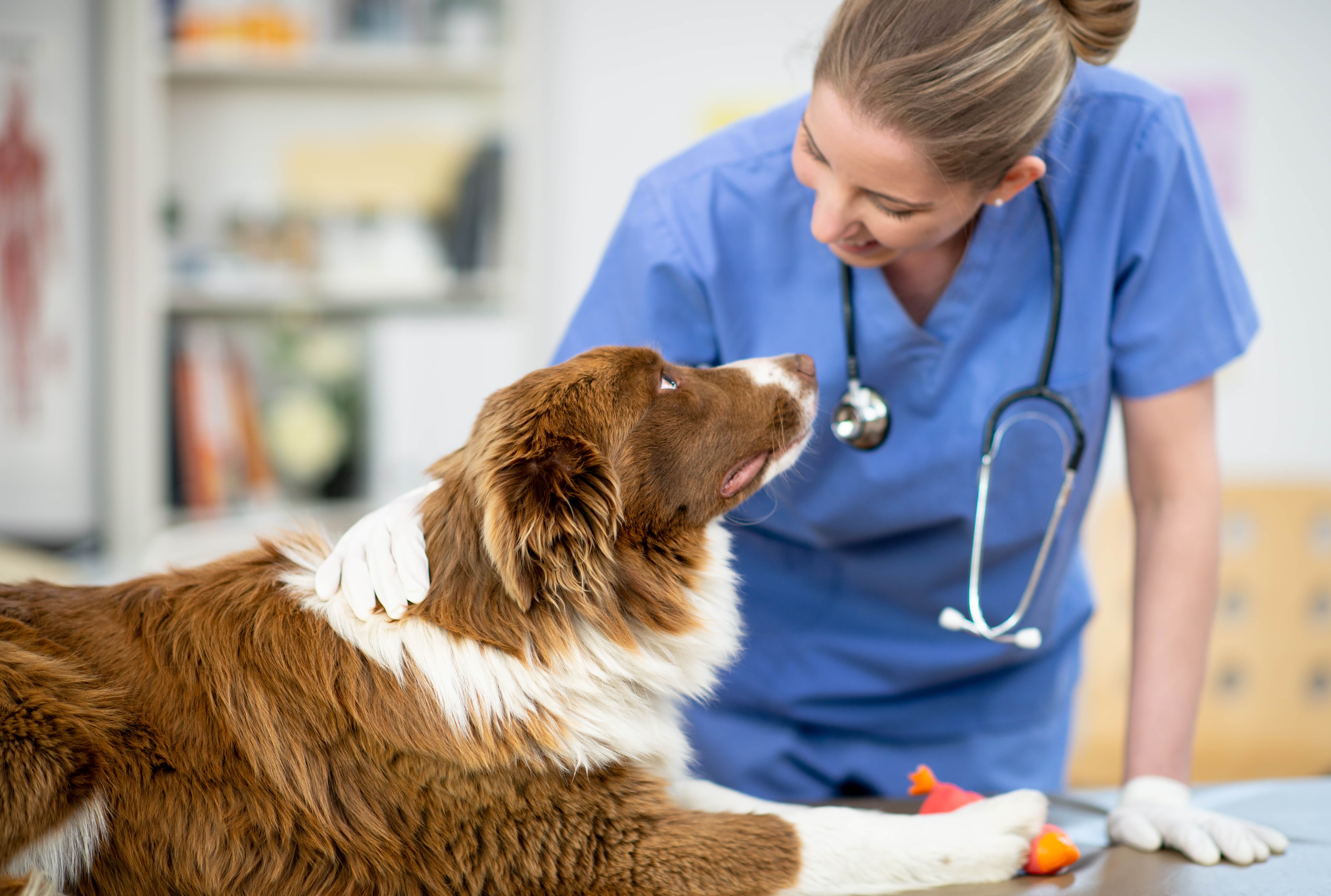 cão marrom com manchas brancas deitado ao lado de veterinária.