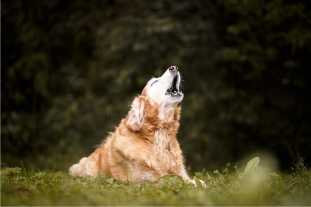 Uma cachorro marrom, com pelo denso late para o alto, deitado sobre um gramado.