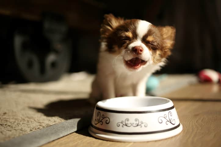 Cachorro de pelo branco e marrom com a boca aberta e olhos fechados sentado em frente ao comedouro branco e preto com fundo desfocado.