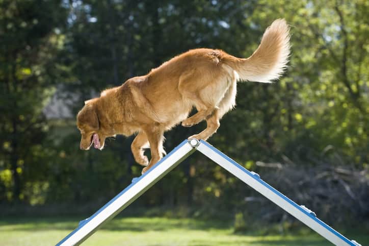 Como funciona o treinamento Agility?