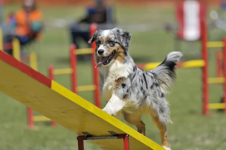 Quais as vantagens do esporte para o cachorro?