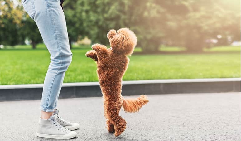 Cachorro de pelo branco de pé em duas patas, recebendo petisco da tutora, que esta usando uma blusa laranja, estão em cima de um tapete cinza e marrom, ao fundo parede cinza com alguns móveis.