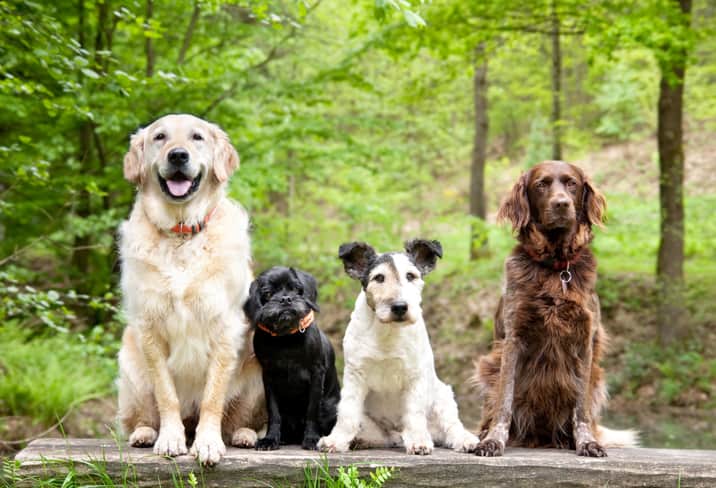 Quatro cachorros sentados no chão, o primeiro de pelo bege e porte grande com coleira vermelha, o segundo de pelo preto e porte pequeno com coleira caramelo, o terceiro de pelo branco com marchas pretas nas orelhas de porte pequeno e o quarto de pelo marrom porte grande com coleira marrom, com floresta de fundo.