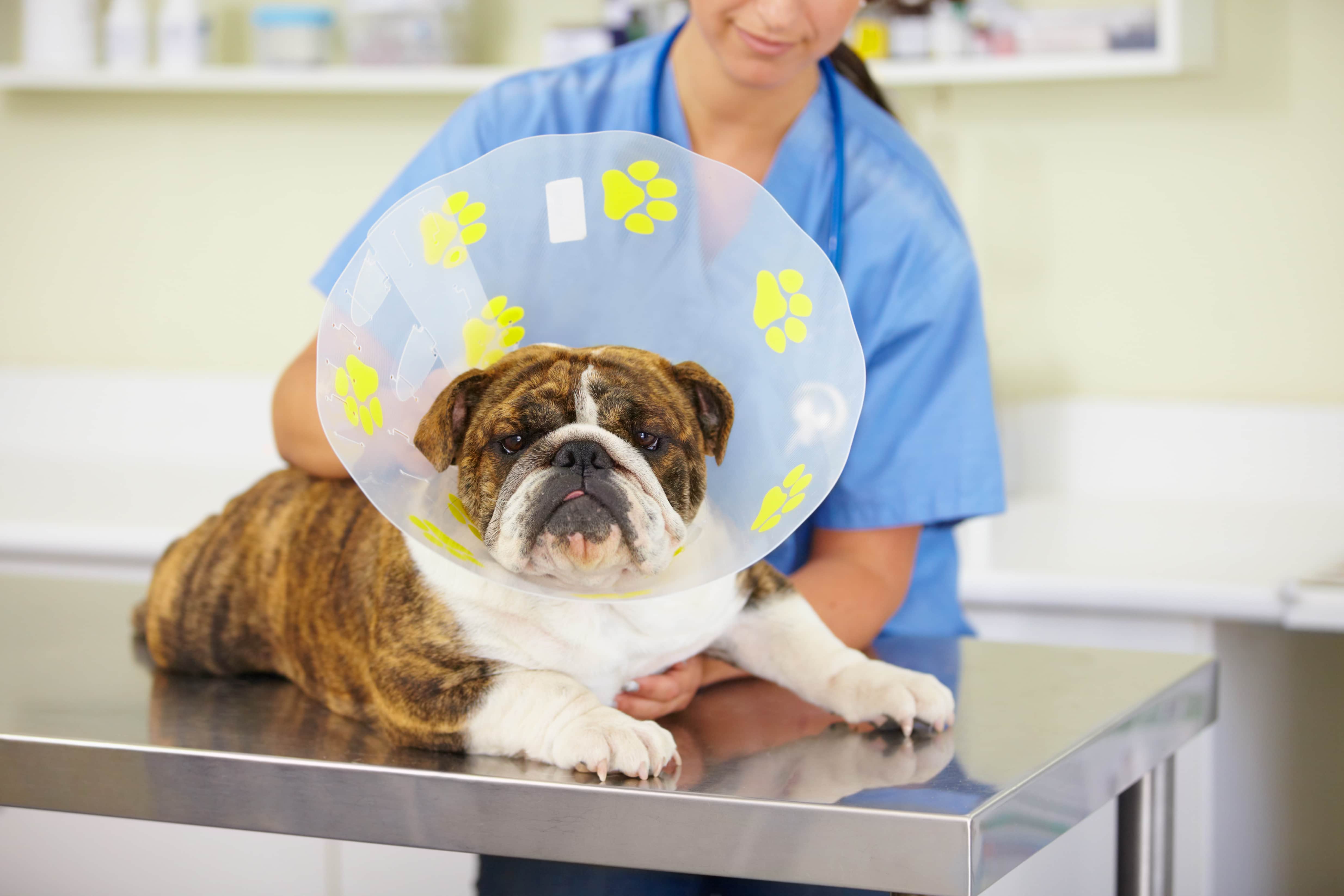 Quantos dias dura a recuperação do cachorro castrado e quais são os cuidados no pós-operatório?