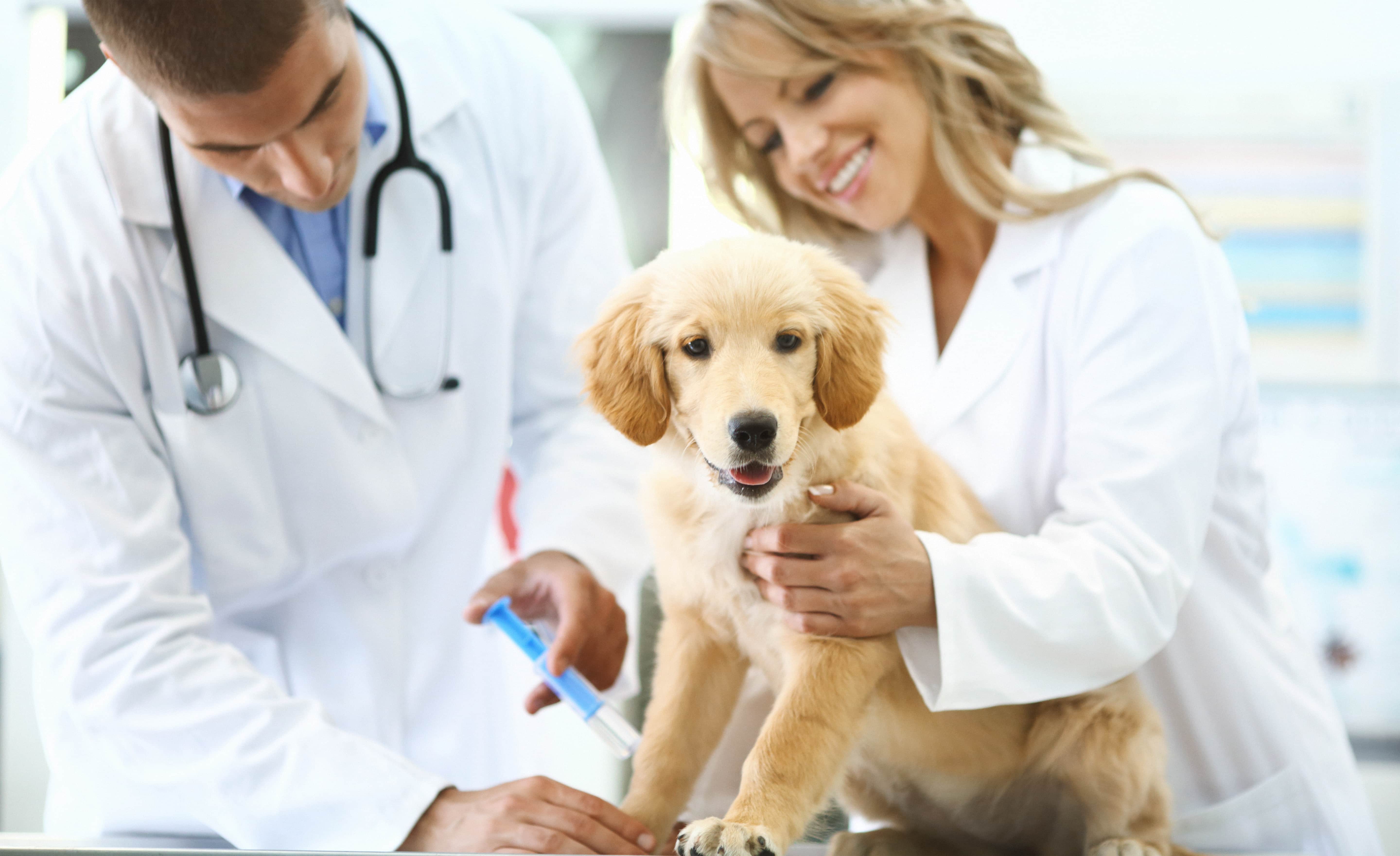 Quais vacinas os filhotes de cachorro devem tomar?