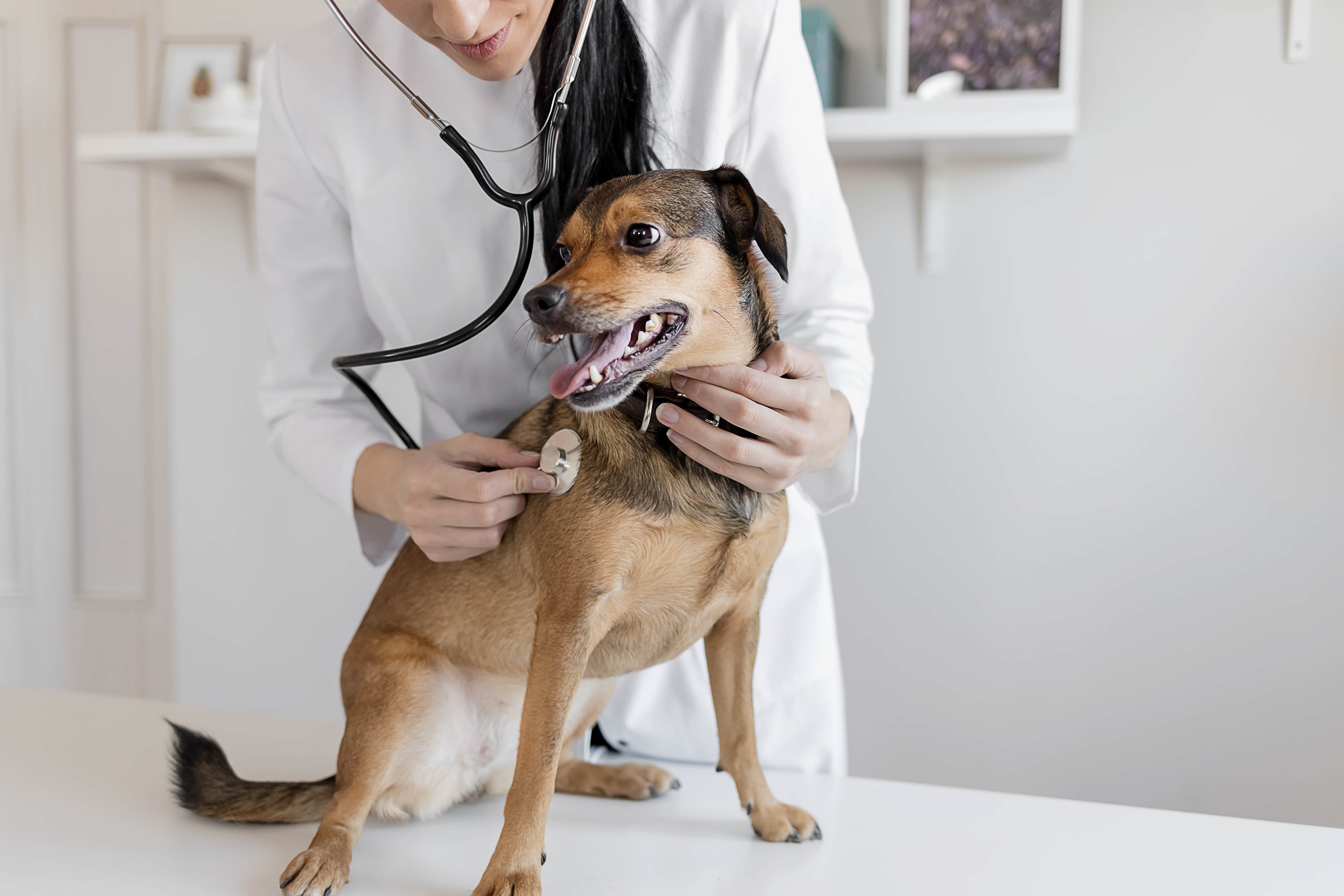 Informe-se sobre o hospital veterinário