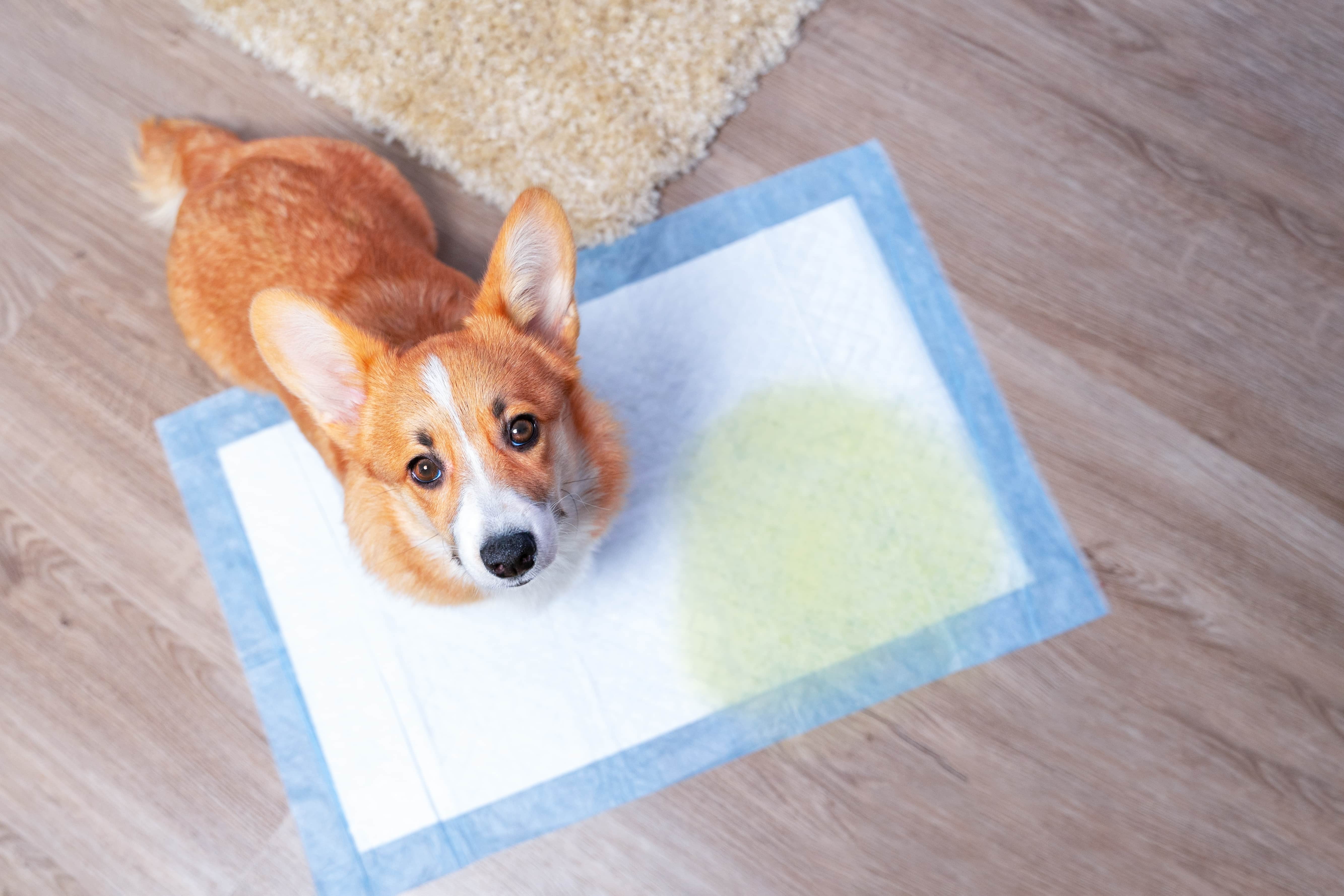 Cachorro da raça Corgi em pé em um tapete higiênico, após urinar.