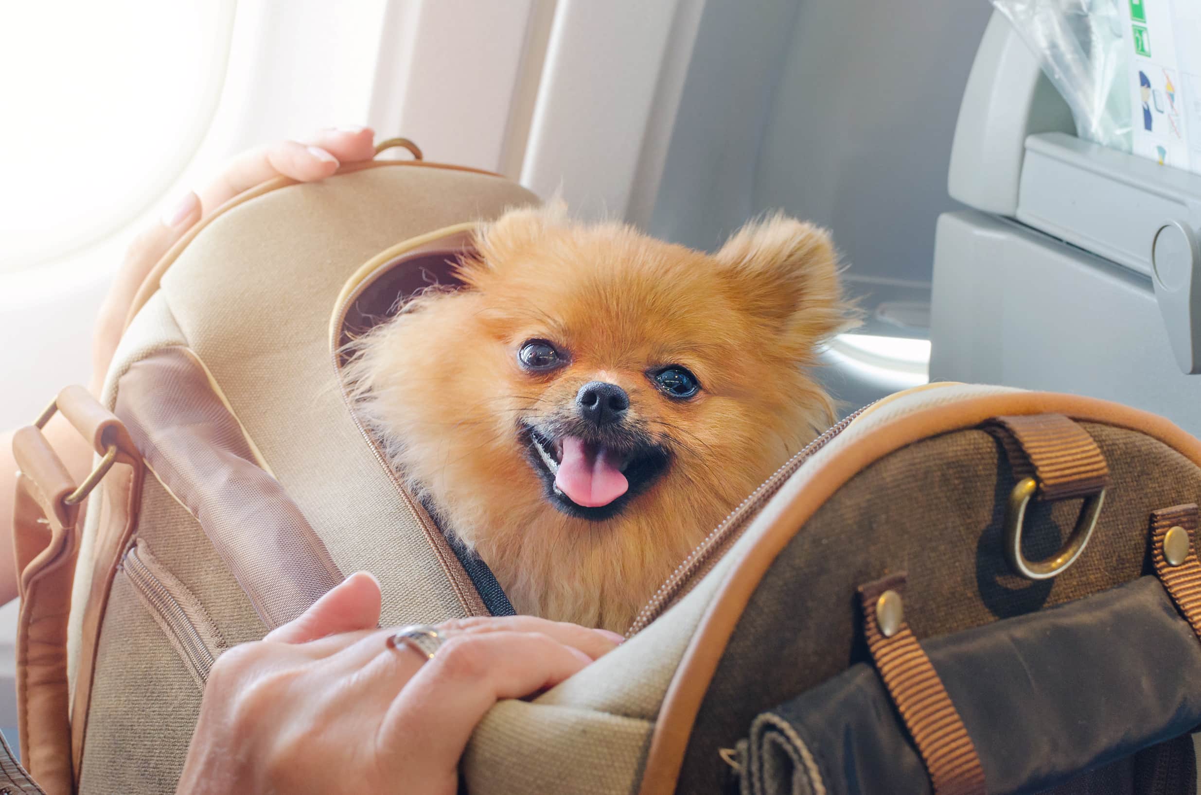 Imagem de um Spitz alemão na cor caramelo com a língua para fora, dentro de uma mala marrom de mão, com a cabeça para fora, sendo segurado por seu tutor dentro de um avião.