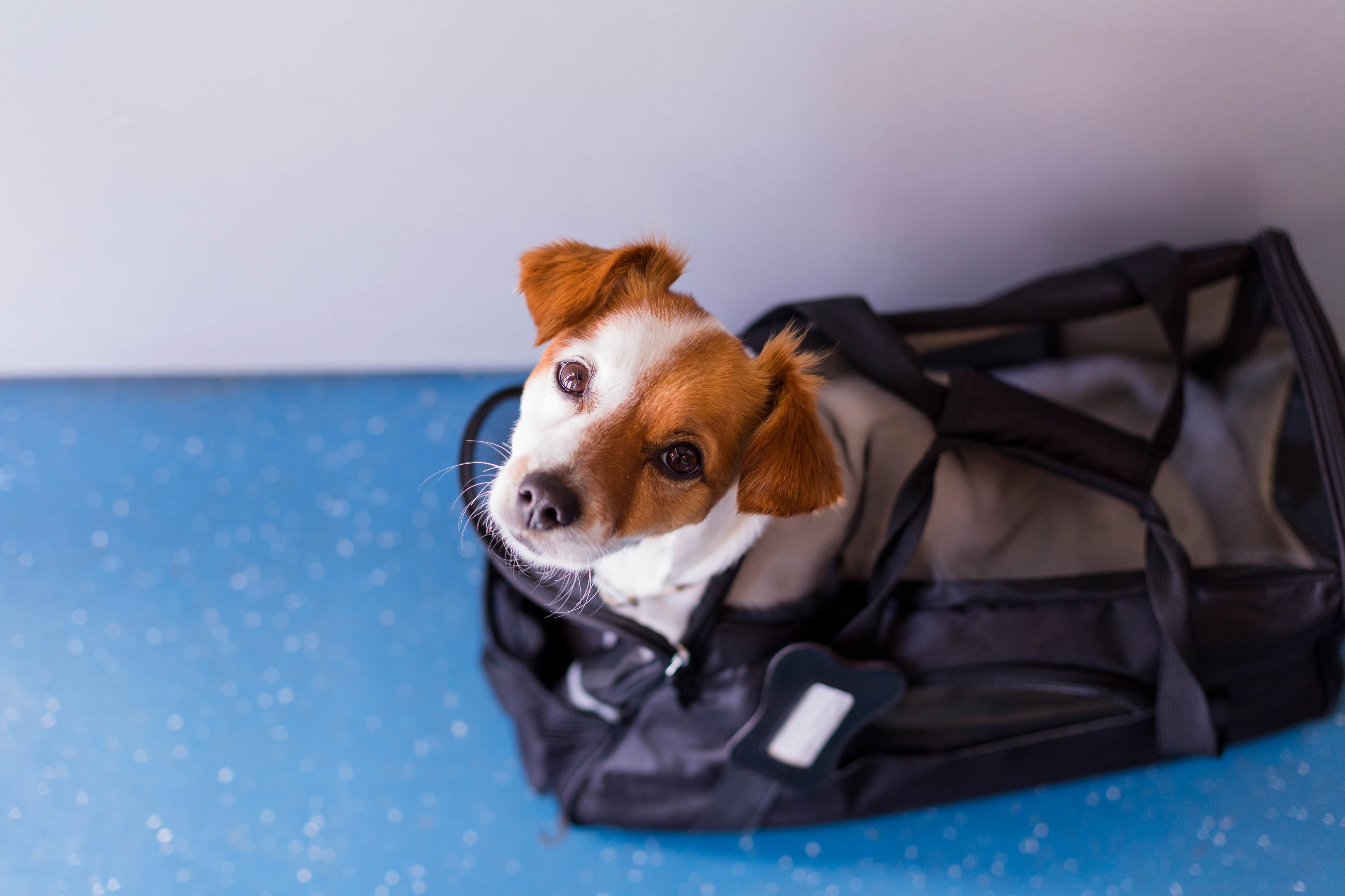 Imagem de um cachorro branco com manchas marrons no rosto, sentado com a cabeça erguida e olhando para cima dentro de uma mala de mão.