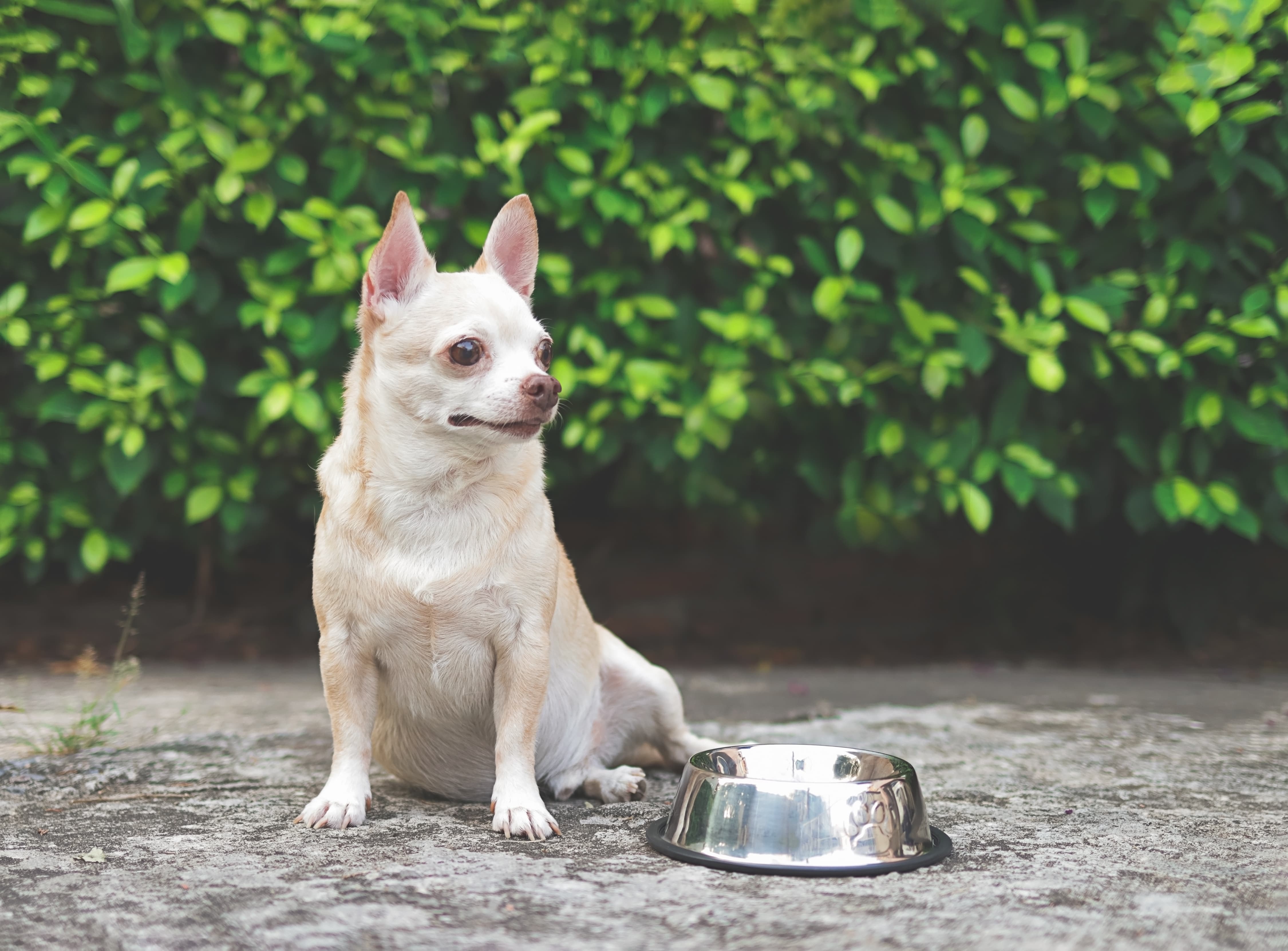 Cachorro Chihuahua bege e branco sentado ao lado de um comedouro de alumínio