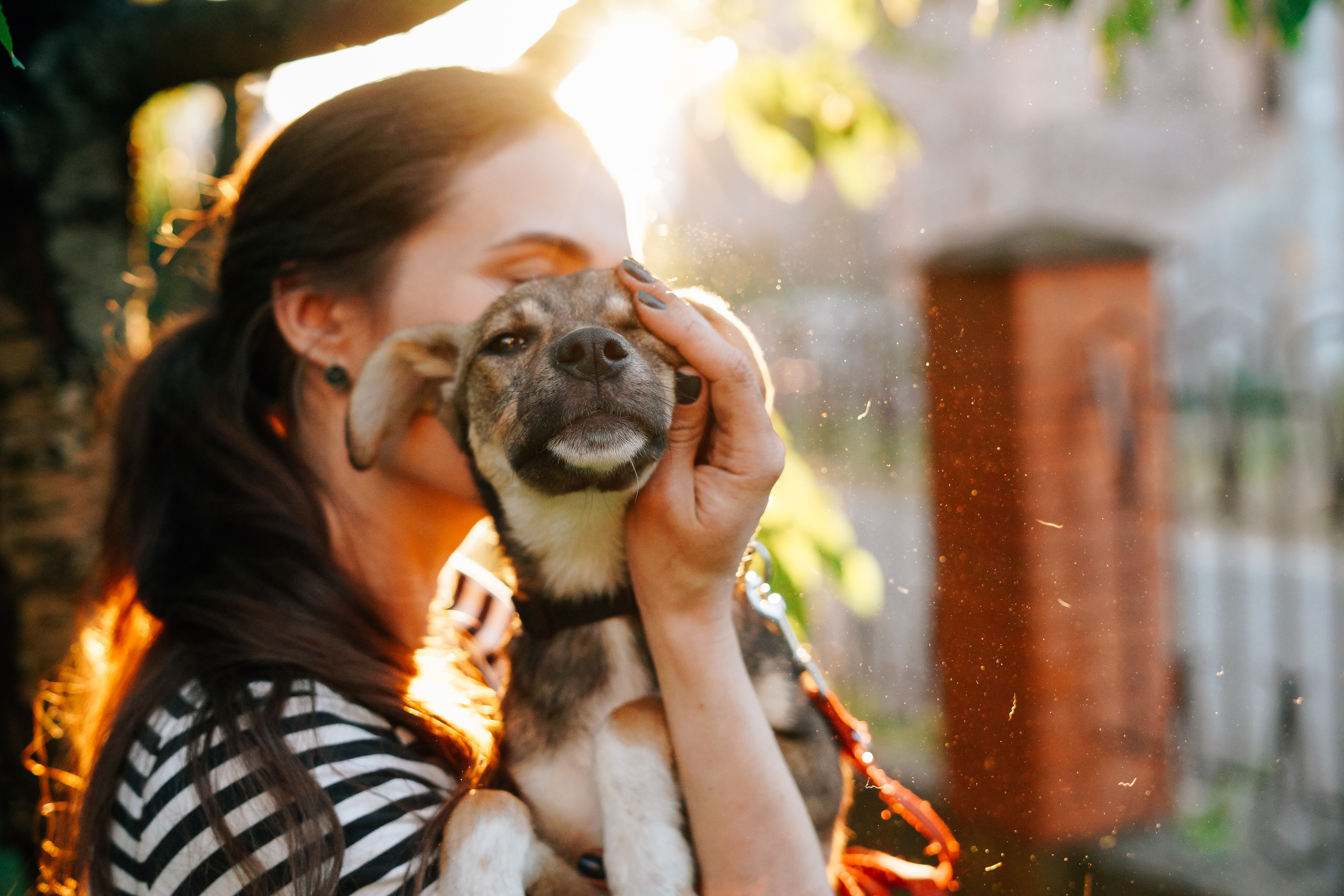 Pessoa acariciando cachorro vira-lata de porte pequeno no colo durante o por do sol