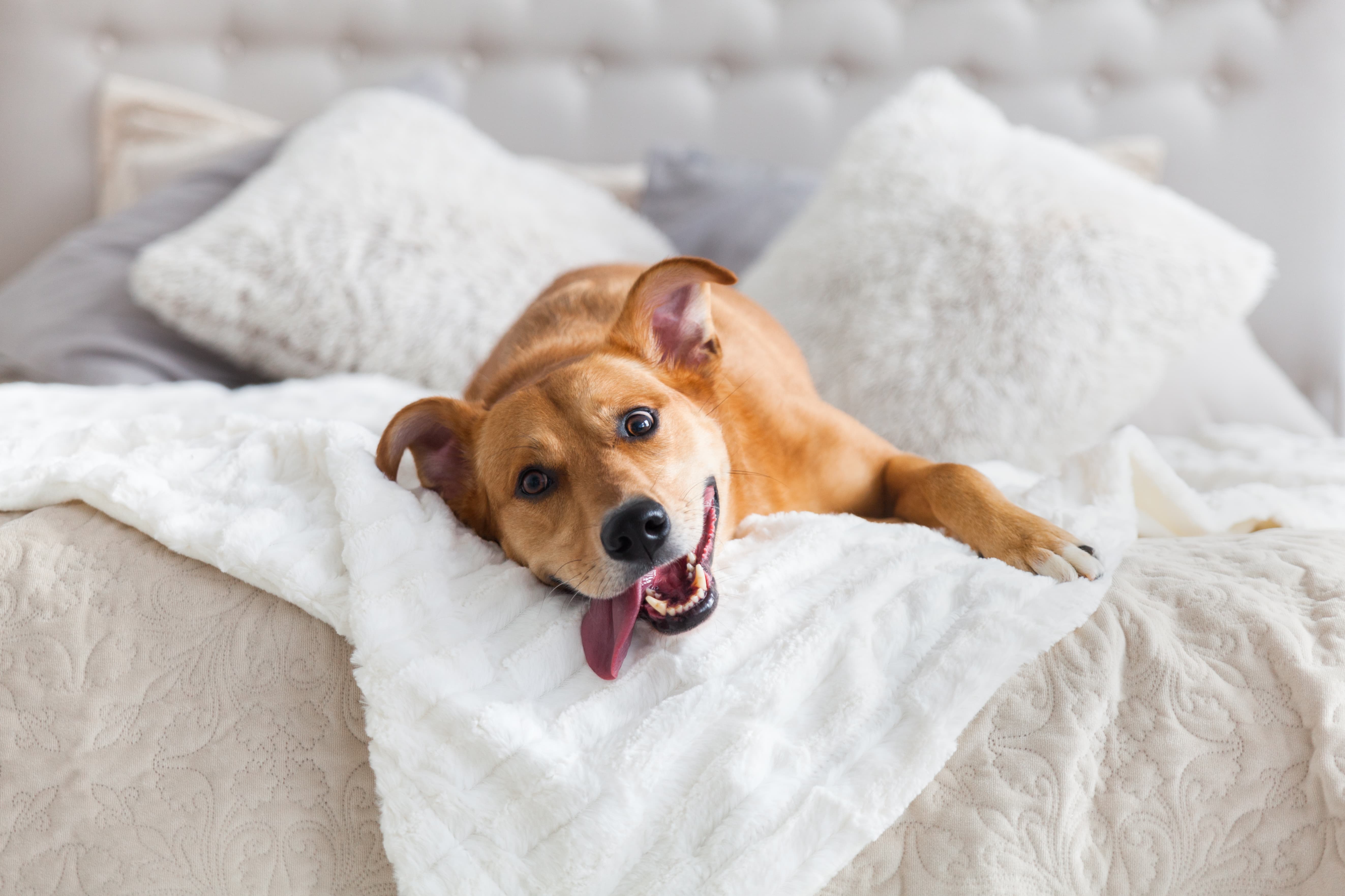Cachorro Vira-Lata caramelo feliz deitado em cima de cama de casal
