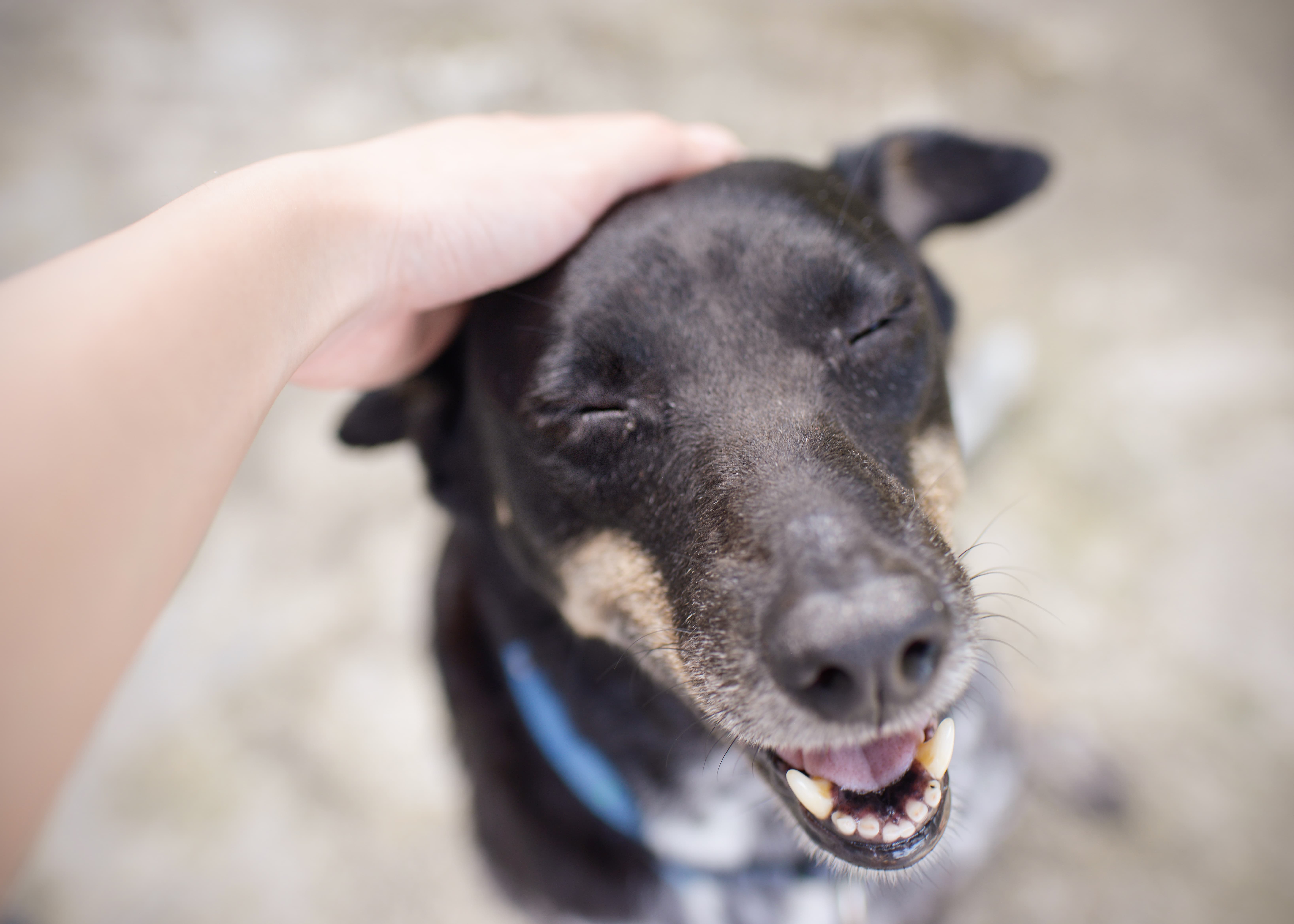 Cachorro Vira-Lata preto feliz sendo acariciado por uma pessoa