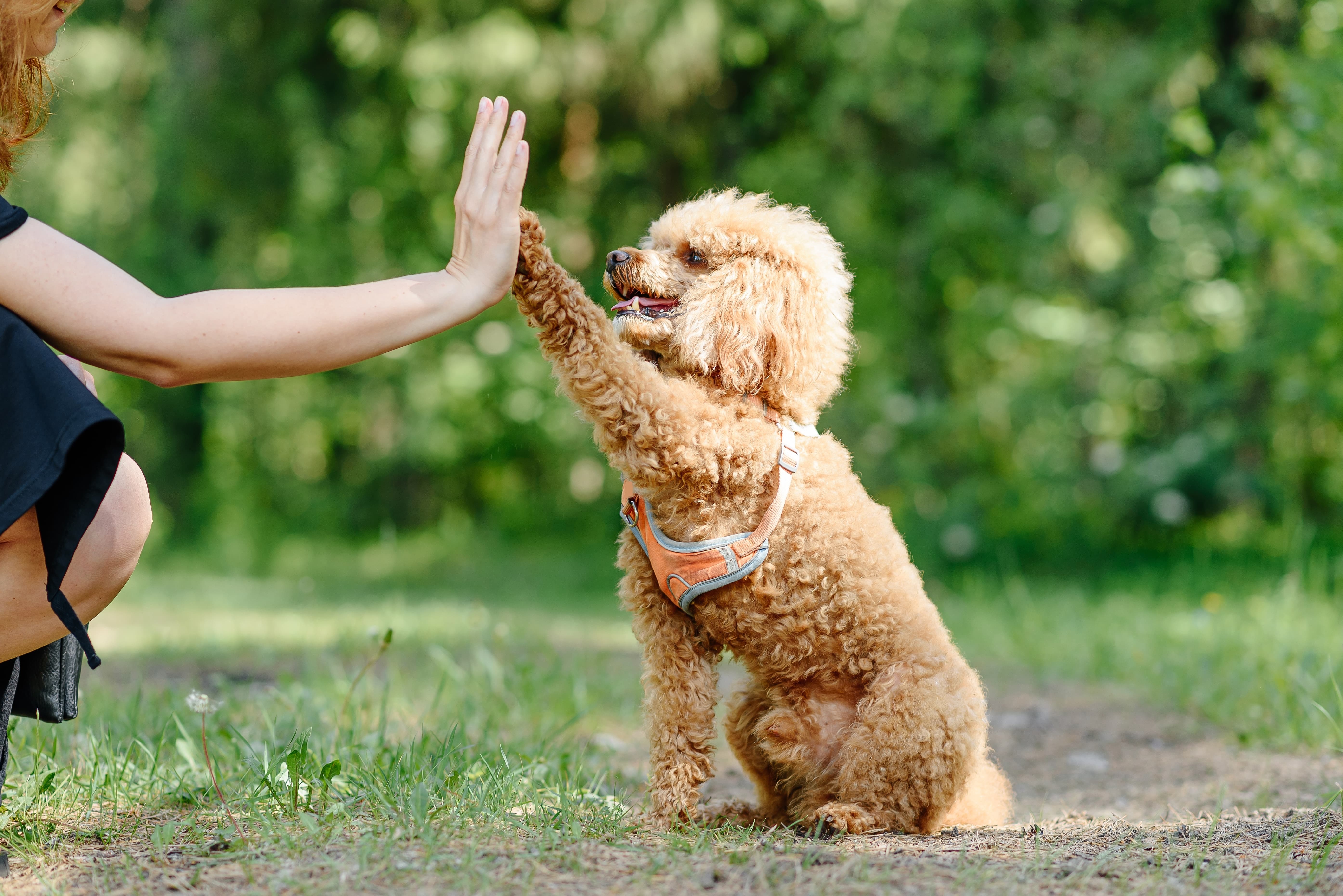 Cachorro Poodle Abricot encostando a pata na mão de uma pessoa em um parque