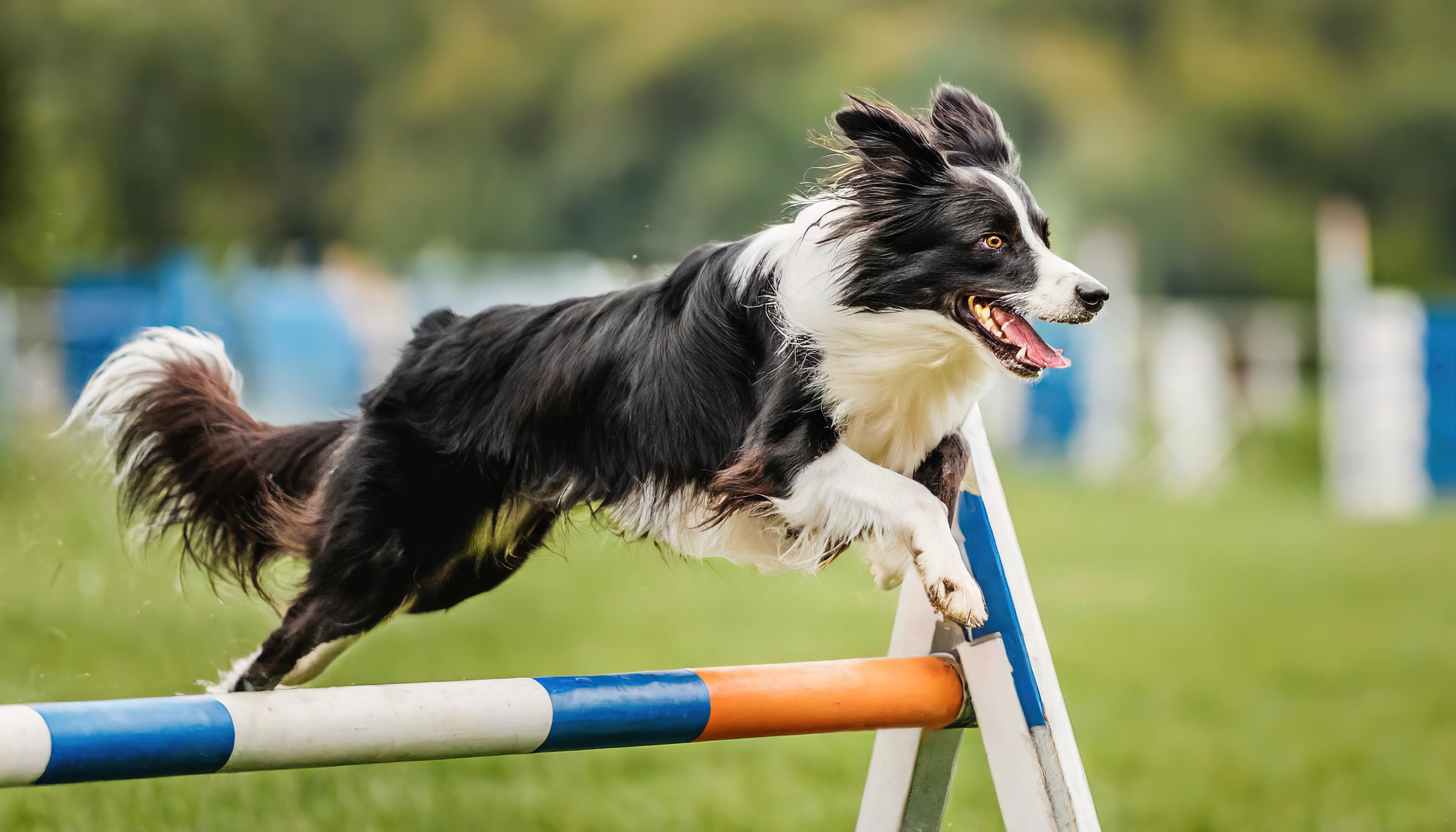 Cachorro Border Collie pulando obstáculo em competição de Treinamento Agility