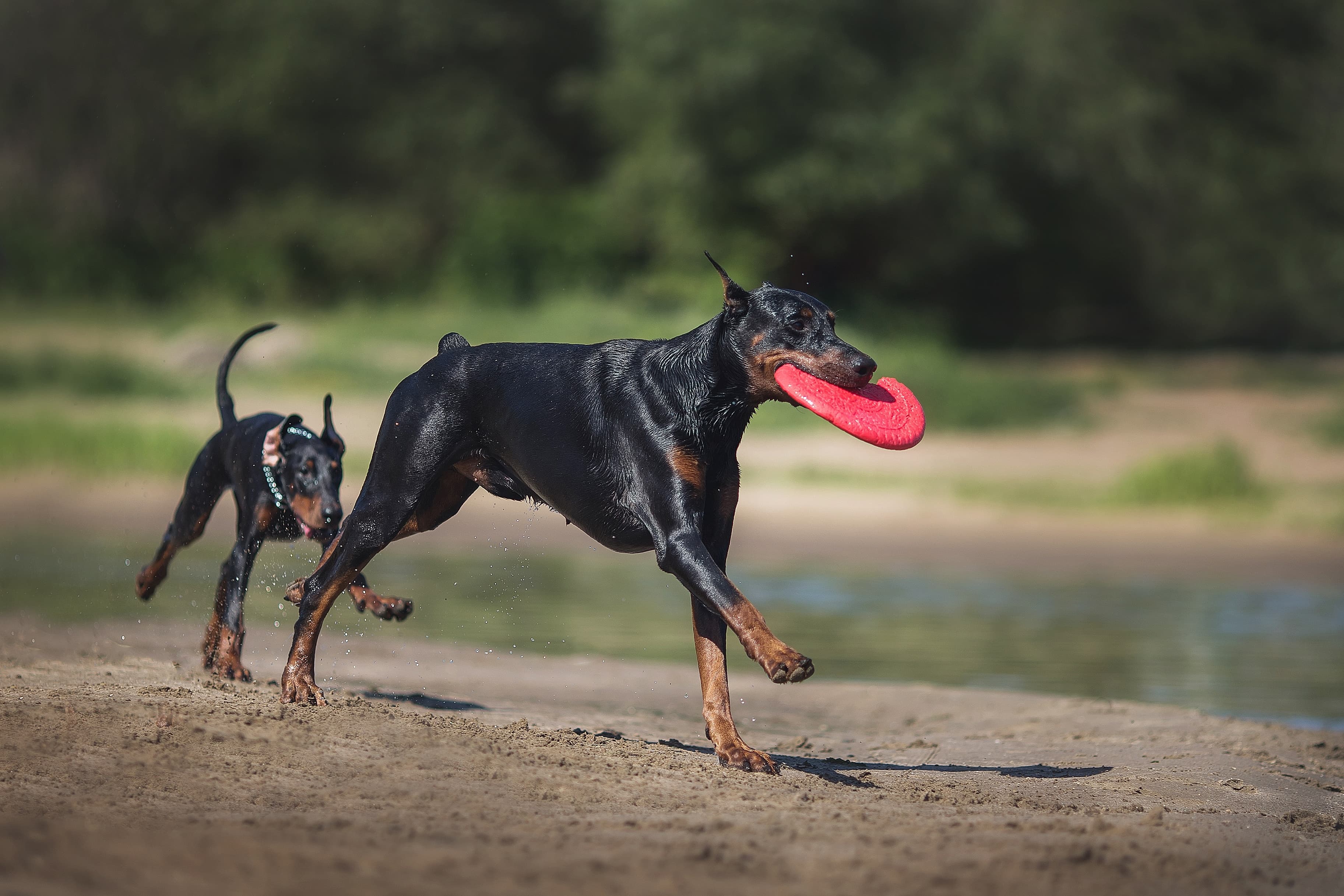 Dois cachorros Dobermann correndo com brinquedo em um parque