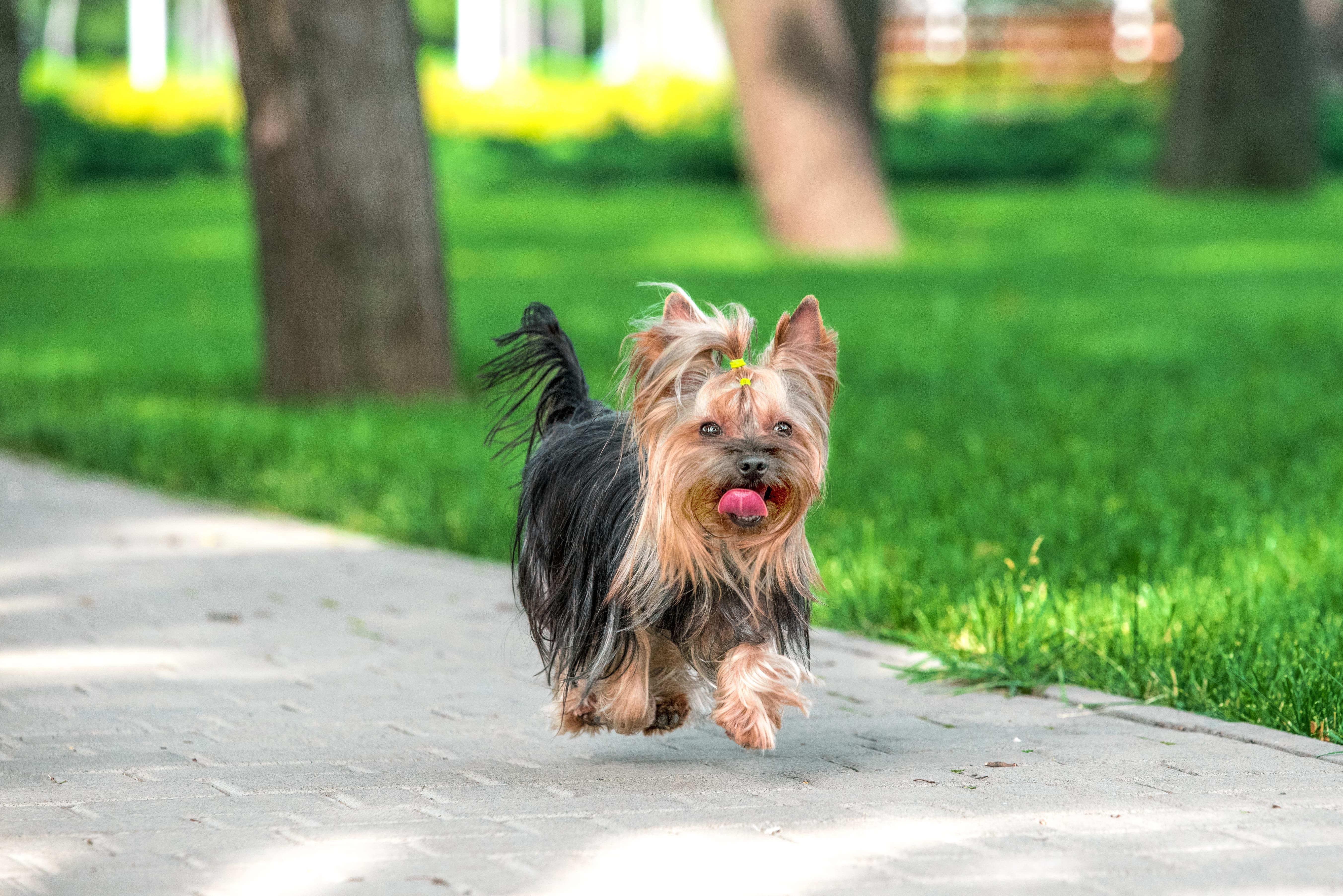 Cachorra Yorkshire com a língua para fora, andando em um parque