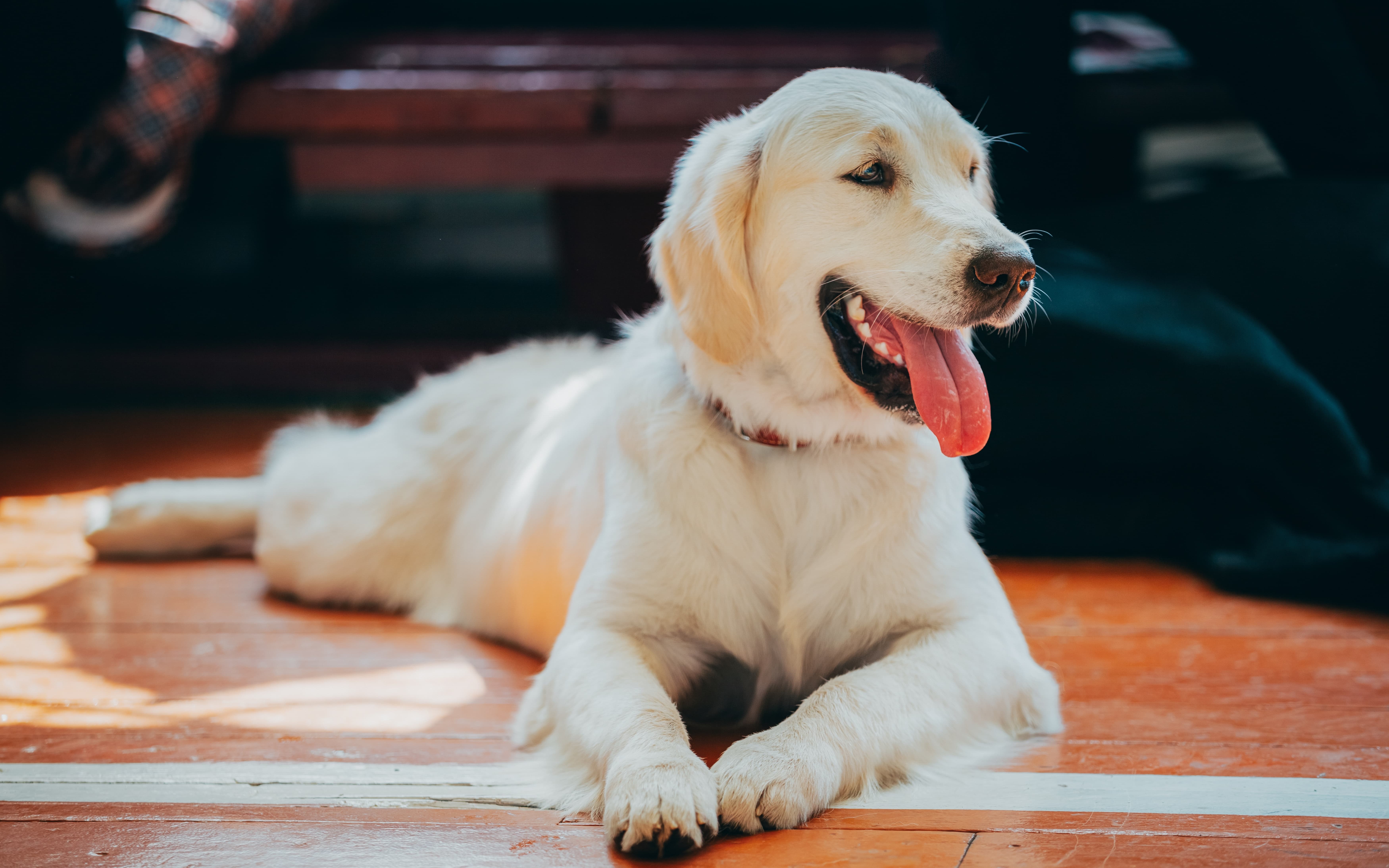 Cadela da raça labrador, com a língua para fora, deitada em um piso marrom