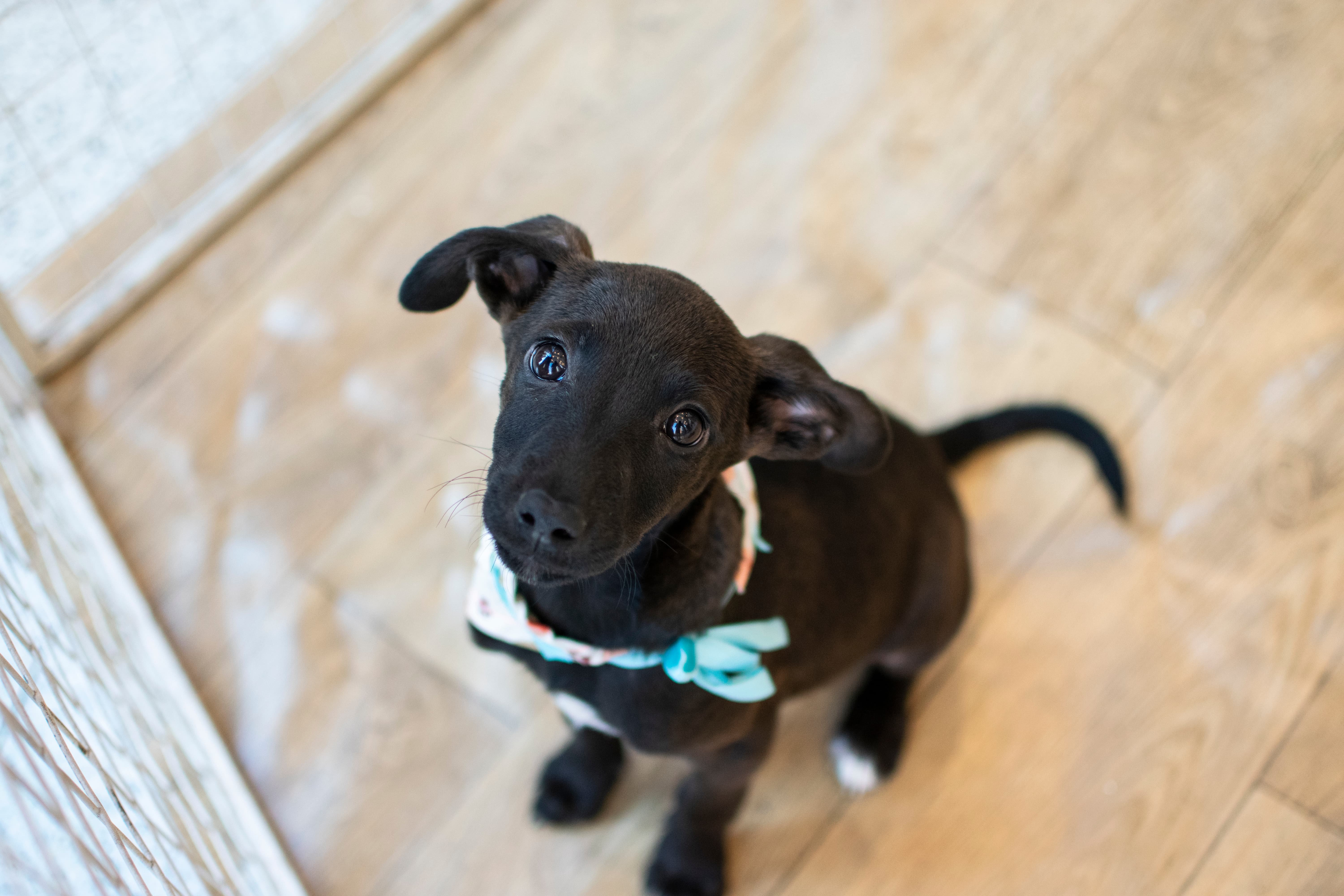 Cachorrinha preta filhote, sentada em um piso de madeira, com um lenço no pescoço