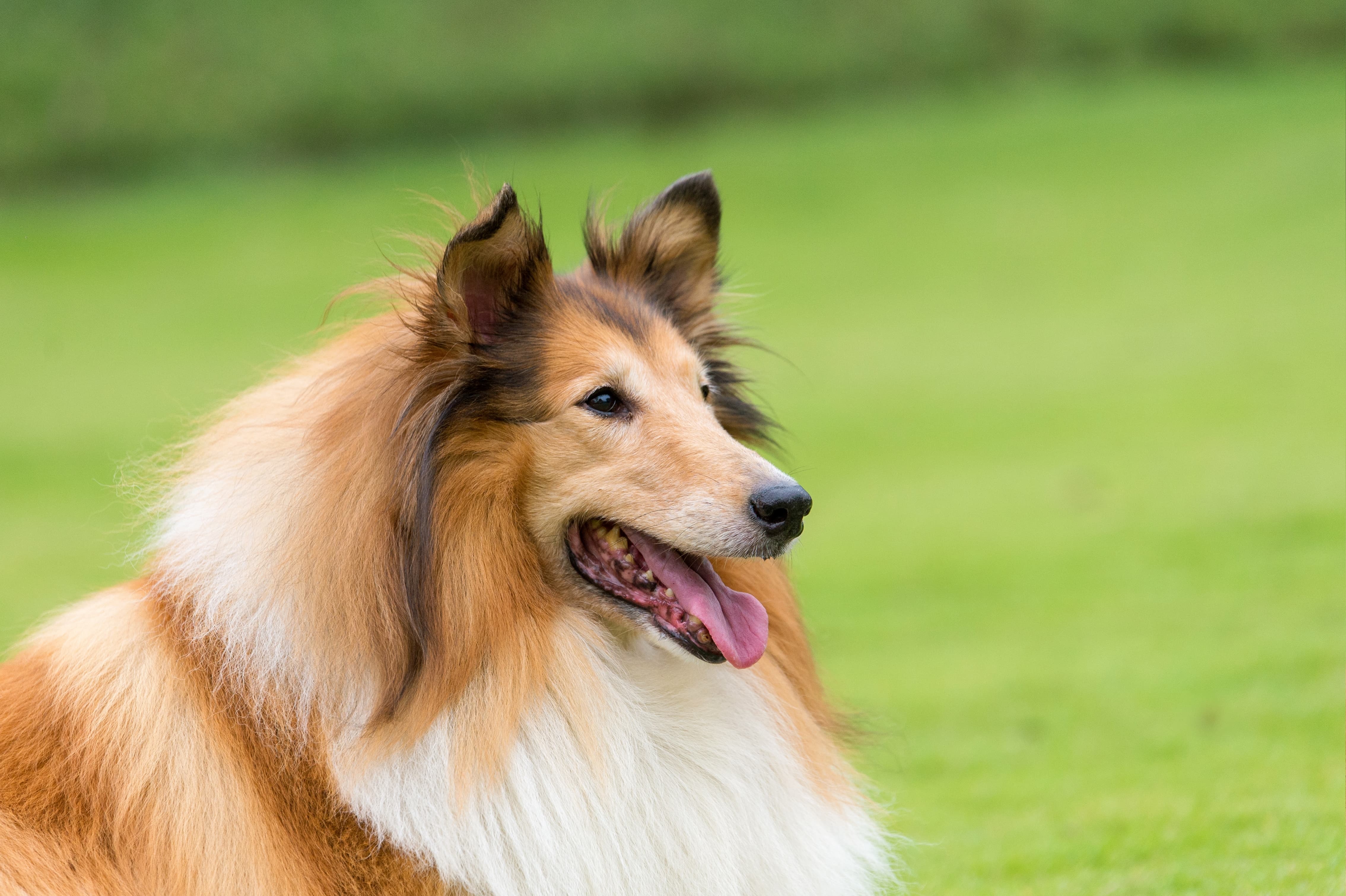 Cachorra da raça Rough Collie, com a língua para fora, em um gramado