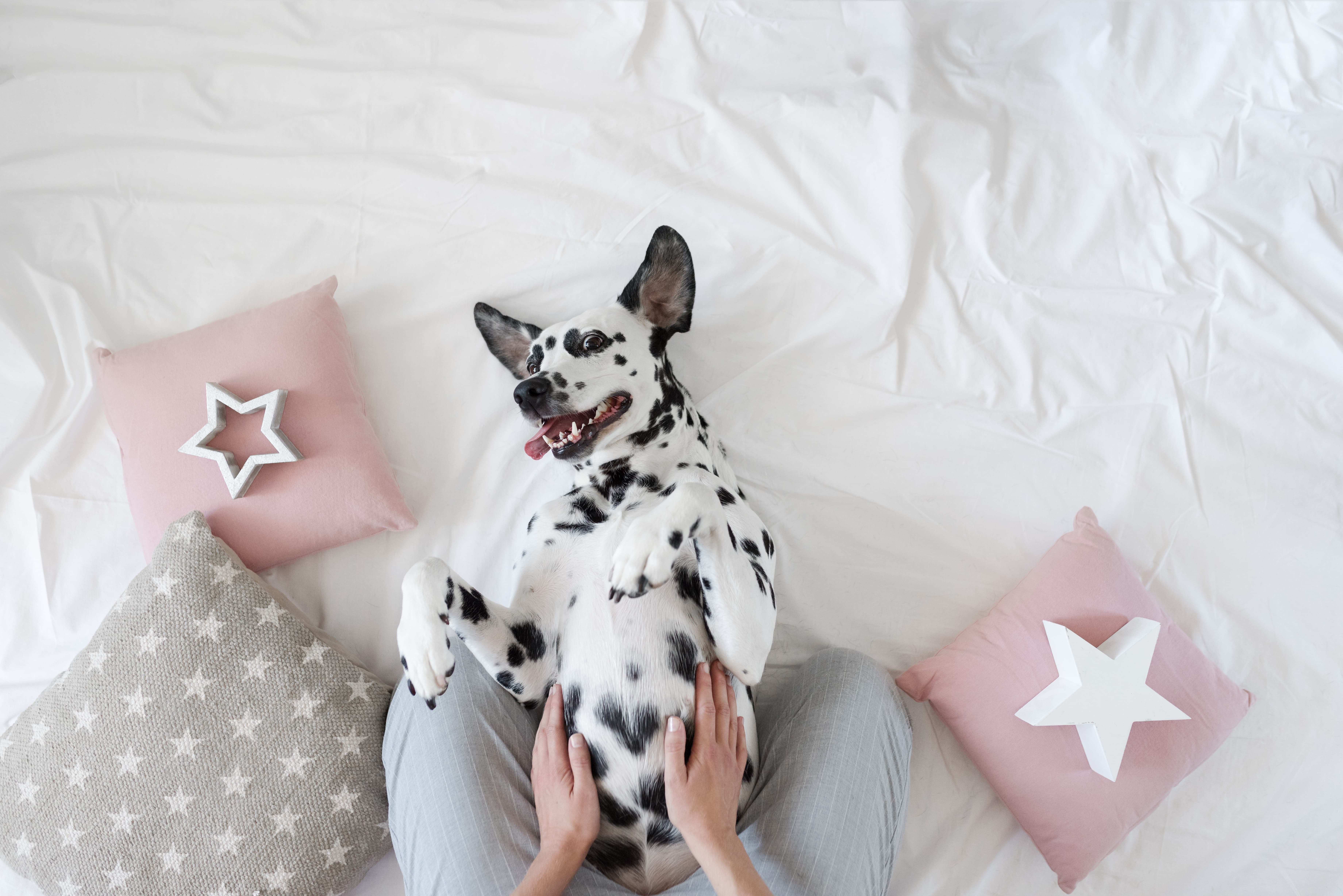 Cachorra Dálmata, deitada de barriga para cima em uma cama, sendo segurada pelas mãos de uma pessoa