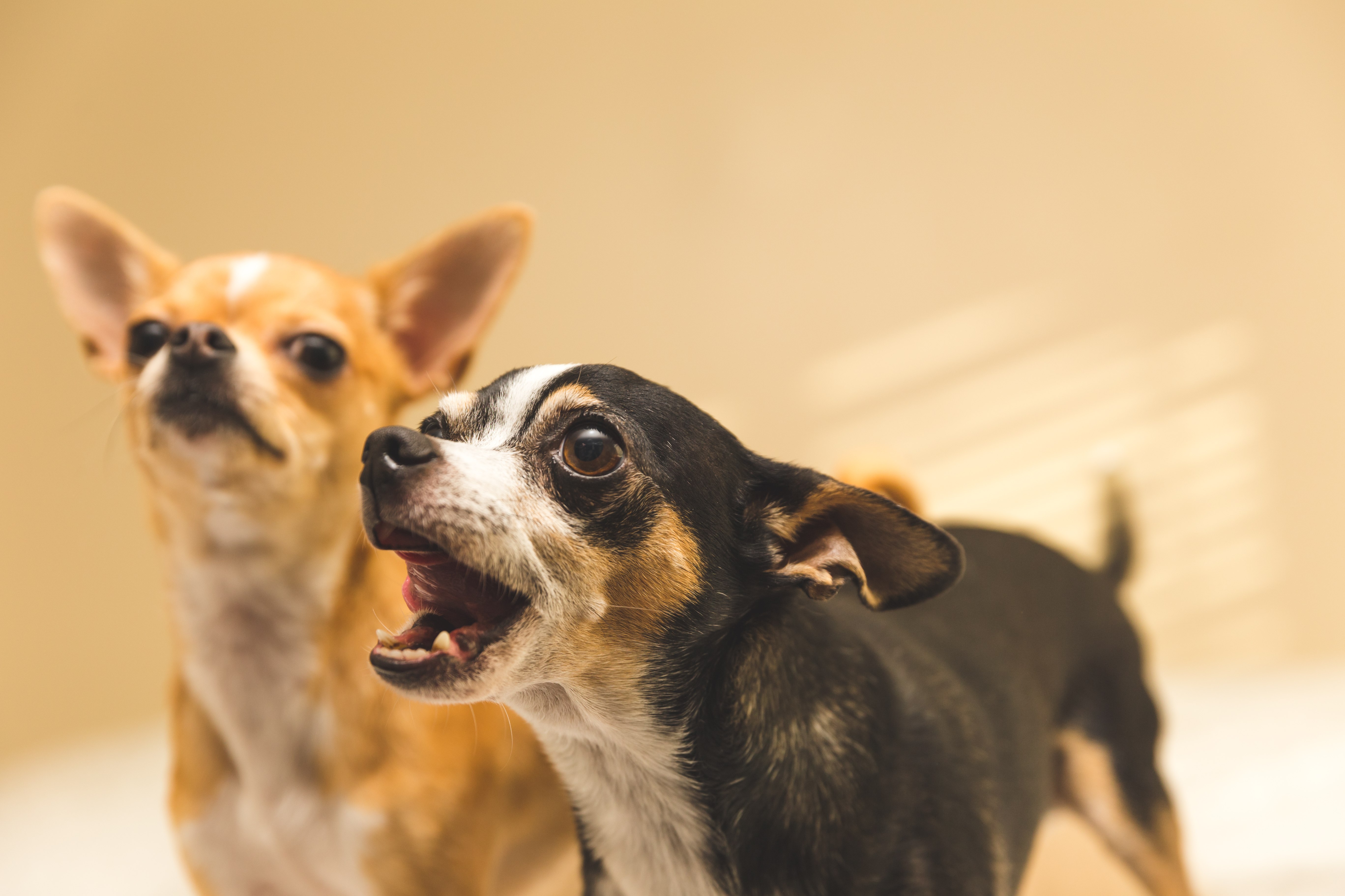 Dois cachorros da raça chihuahua, um marrom com branco está sentado e outro preto com branco está latindo em pé.