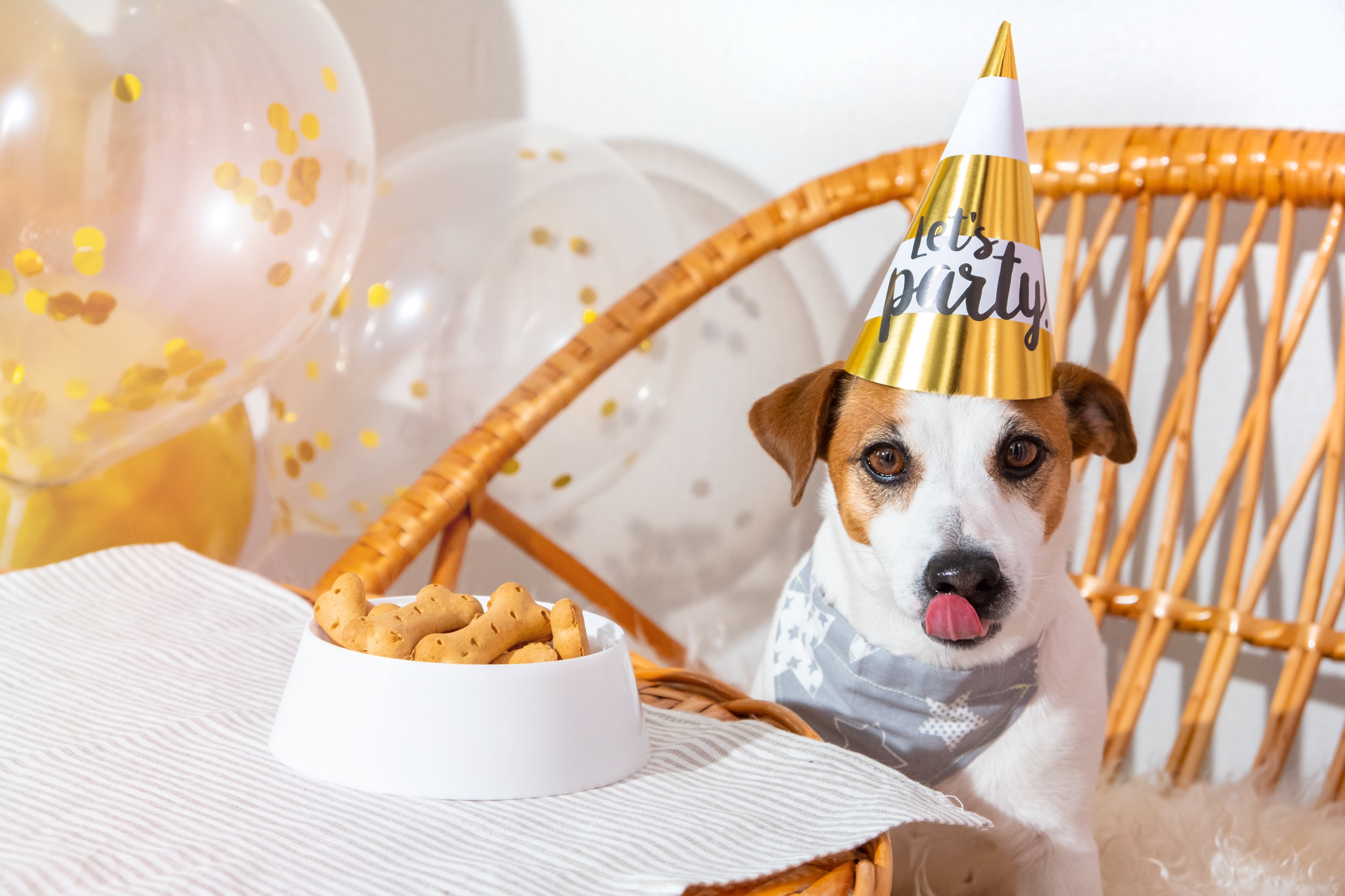Cachorro com chapéu de aniversário, sentado em uma cadeira, em frente a um pote com petiscos a sua frente e alguns balões de festa ao fundo