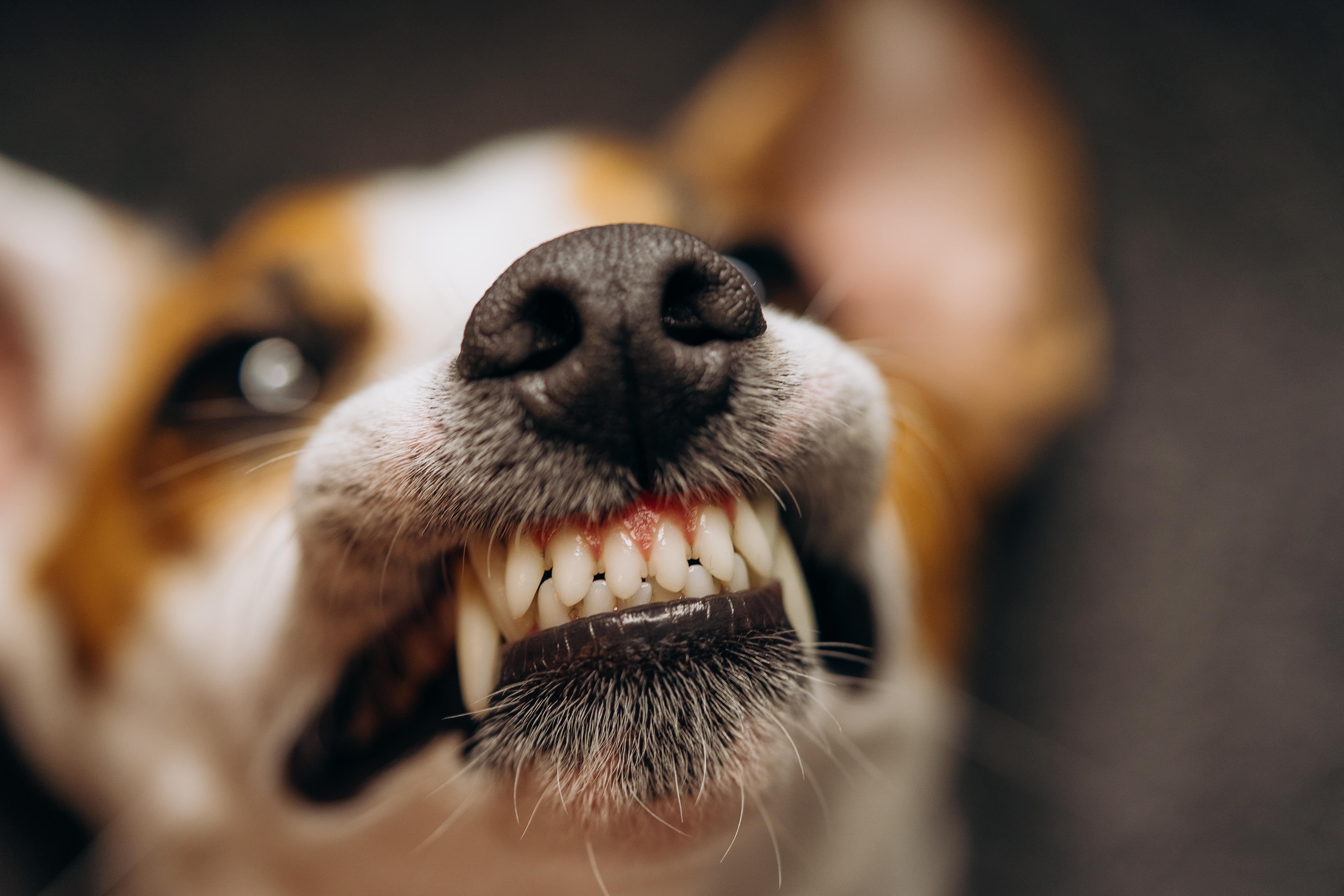 Cachorro da raça Jack russell terrier raivoso mostrando os dentes.