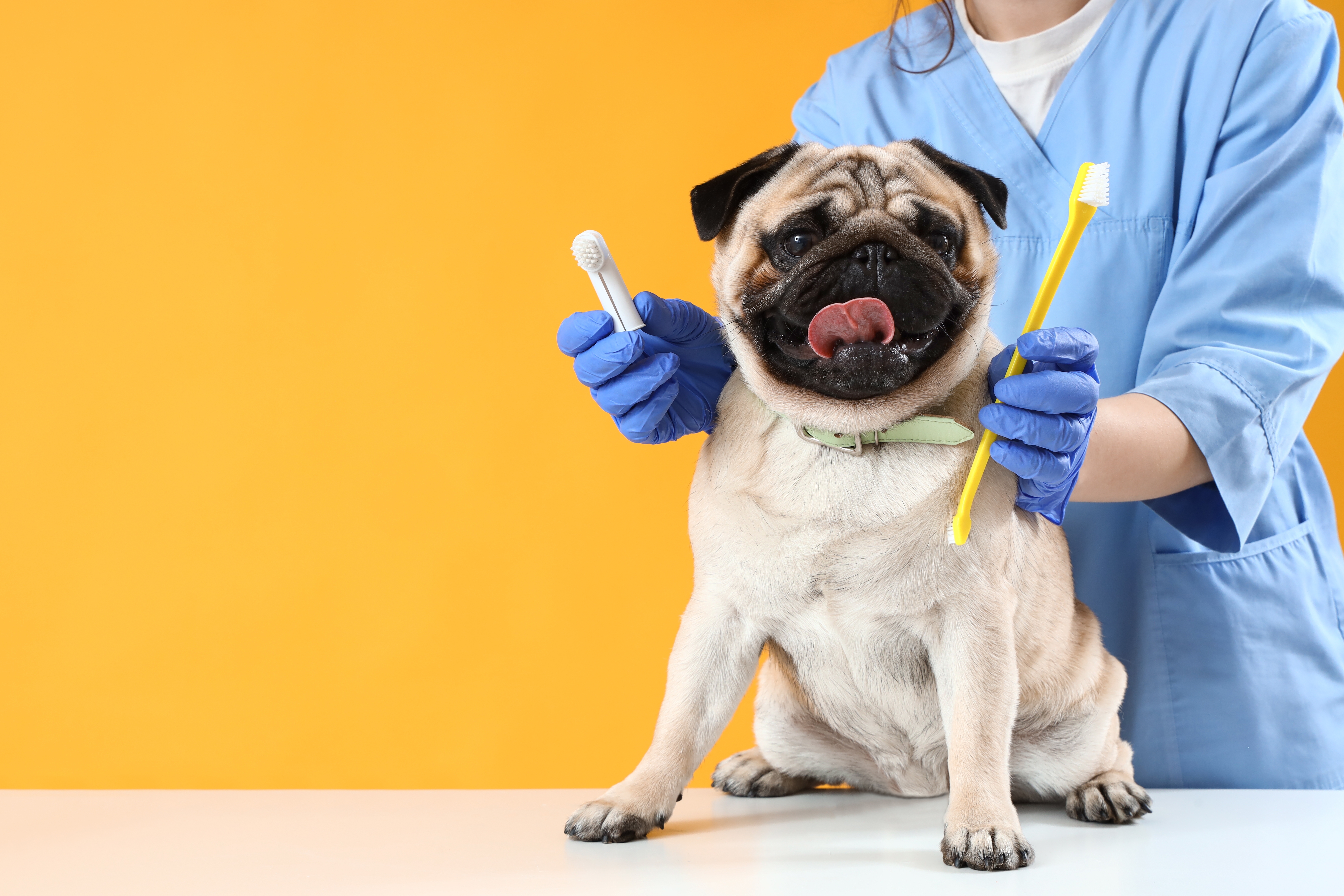 Pug de pelagem clara sentado em uma mesa branca, com a língua para fora, enquanto um médico veterinário segura escovas de dentes caninas ao seu lado.