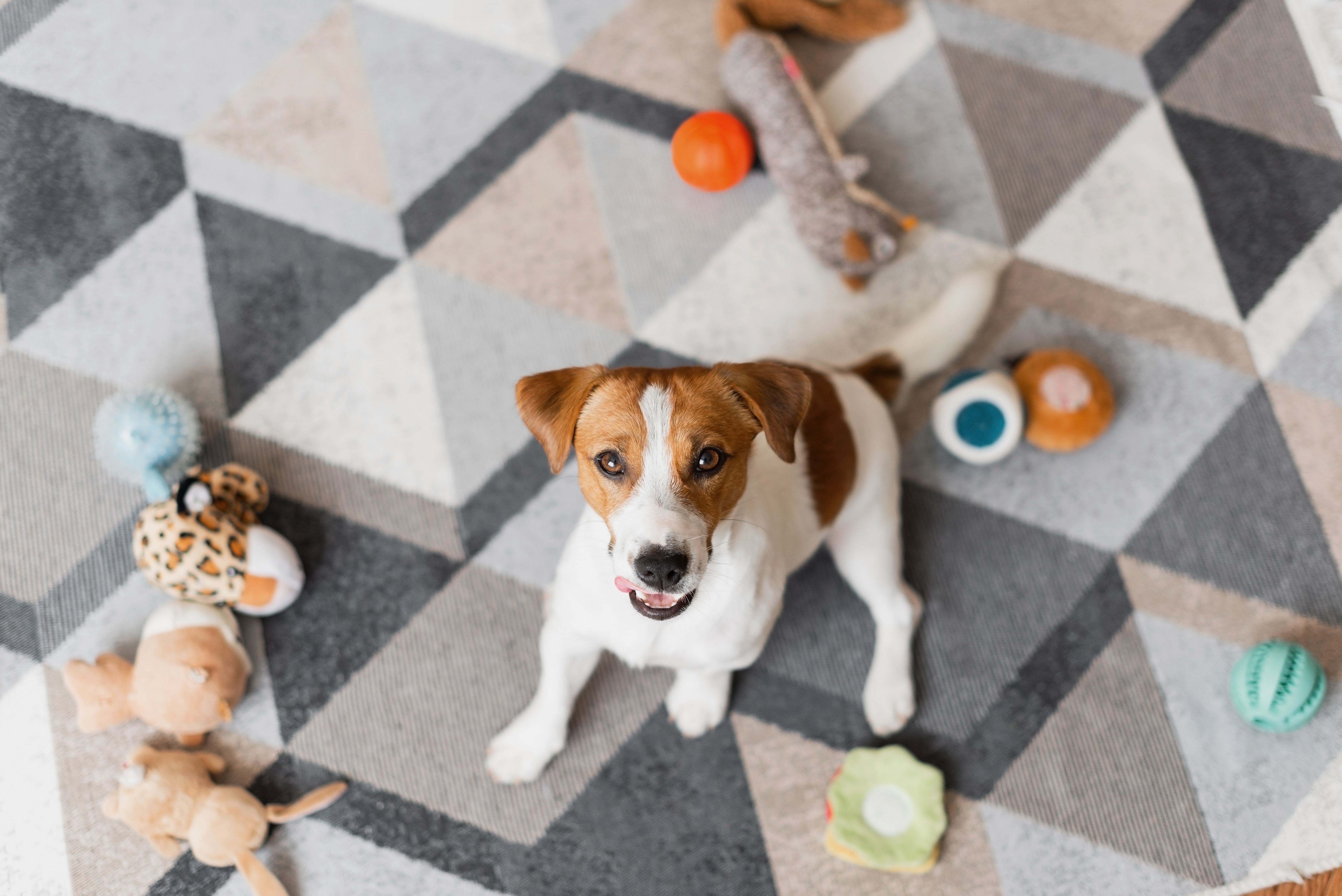 Cachorro da raça Russell Terrier sentado em volta de vários brinquedos em cima de tapete.